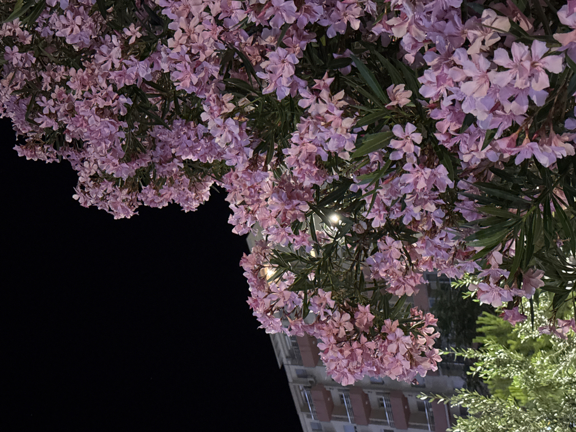 The image depicts a close-up view of a flowering oleander bush with clusters of light pink blossoms and dark green leaves, illuminated by artificial light against a dark night sky. To the left, a multi-story building with balconies and windows is partially visible, suggesting an urban or semi-urban setting. The architecture of the building, with its cream-colored facade and pink accents on the balconies, is consistent with buildings found in Budva, Montenegro. The composition focuses on the vibrant flora in the foreground, with the building serving as a backdrop. The overall scene is one of urban night landscaping, highlighting the natural beauty of the flowering plant against the built environment.