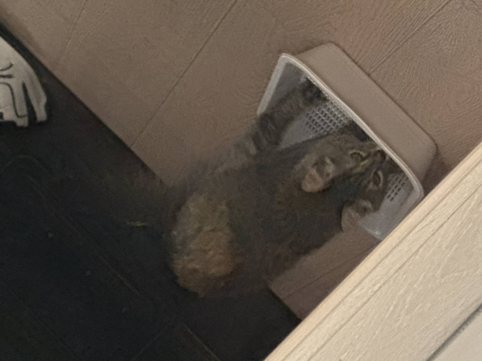 A domestic cat with tabby markings is partially visible inside a litter box. The cat is facing towards the left side of the frame, with its head and front paws visible within the litter box. The litter box is a light-colored plastic container with a grated bottom. The scene appears to be indoors, with a tiled floor in the background. A portion of a doorframe is visible in the lower left corner of the image. The overall lighting is dim. There is no information available regarding the location being Saratov, Russia.
