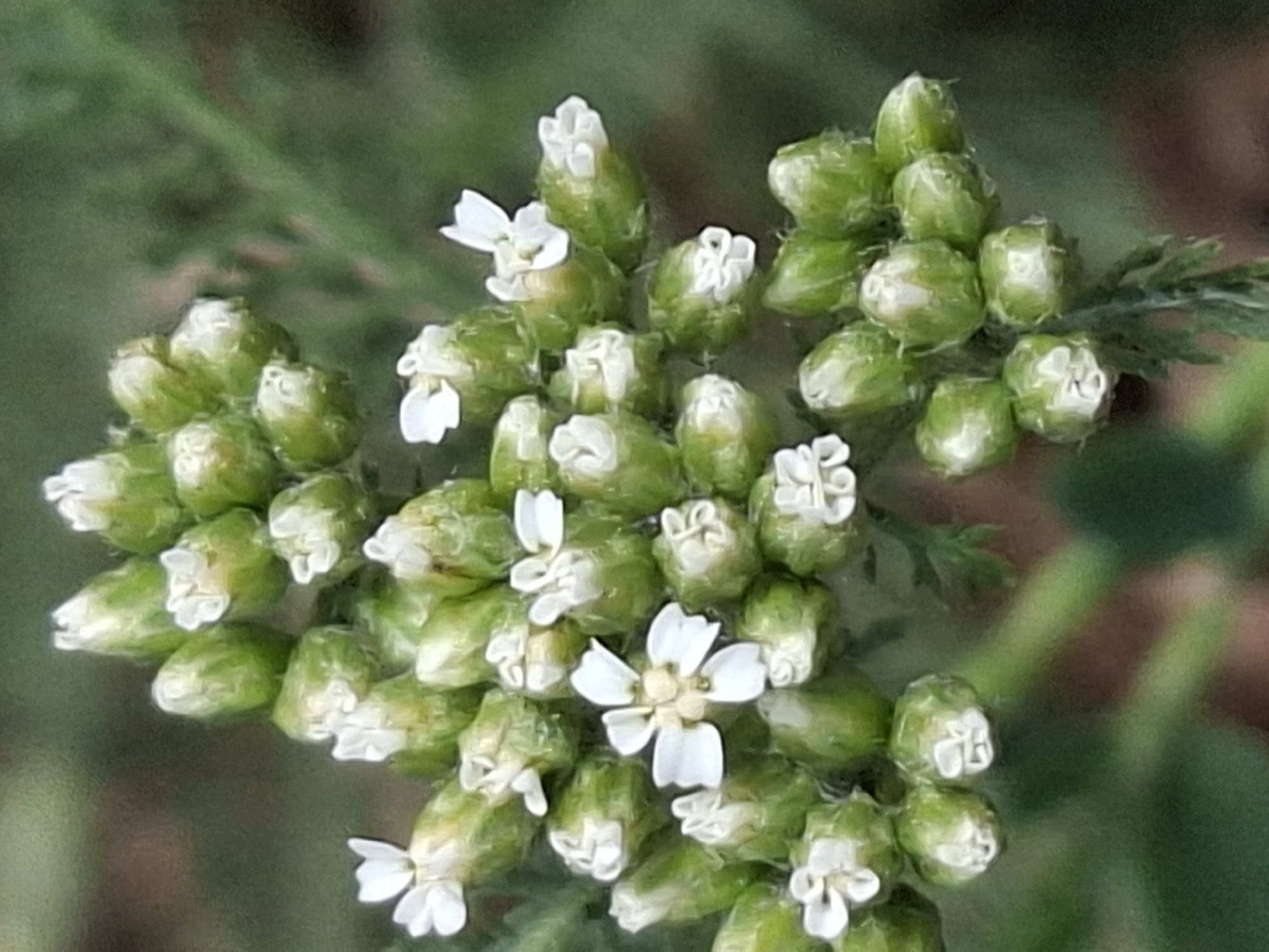 The image is a close-up, macro photograph of a cluster of small white flowers and green buds, likely a yarrow species. The flowers are delicate with multiple petals, and some are fully open while others are still in bud form. The background is blurred, consisting of soft greens and browns, suggesting an outdoor natural environment. There are no people, animals, or man-made objects visible in the frame. The lighting appears natural and soft, highlighting the textures of the petals and buds.
The image does not contain any contextual information that would allow for the determination of its location within the city of Almaty, Kazakhstan, or any specific city.
