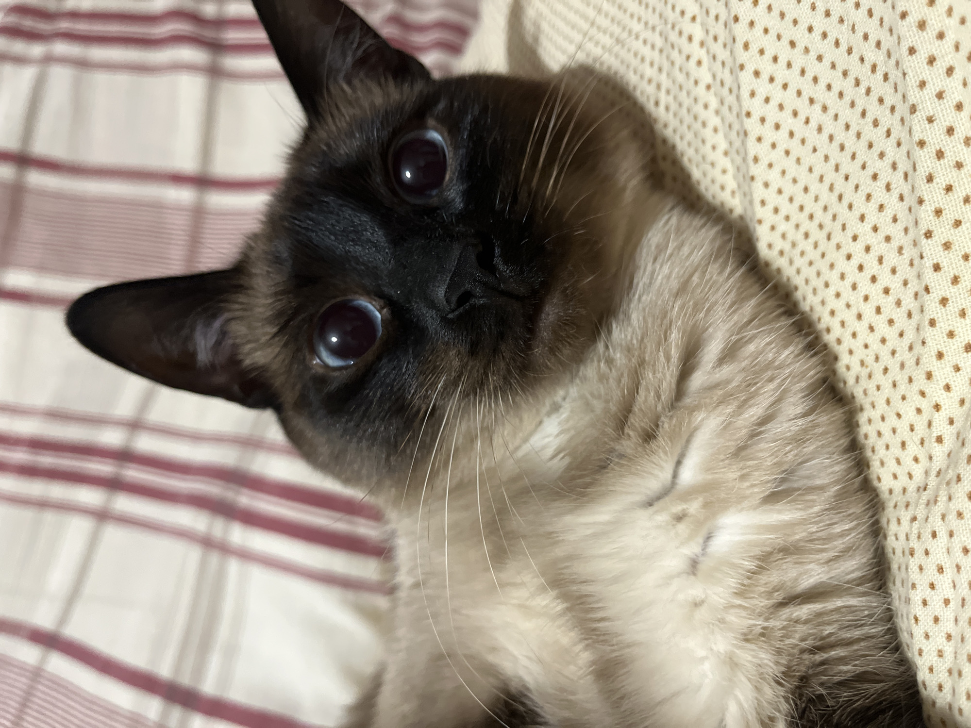 A close-up, slightly rotated image shows a Siamese cat lying on a striped blanket and a dotted beige cushion. The cat has dark brown fur on its face, ears, and partially on its body, with lighter beige fur on its chest and body. Its eyes are a bright blue color. The cat's whiskers are prominent. The background consists of the striped blanket, with red and white stripes, and the dotted beige cushion with small brown dots. No people or actions are depicted. There is no verifiable evidence to suggest the image was taken in the city of Chaikovsky, Russia.