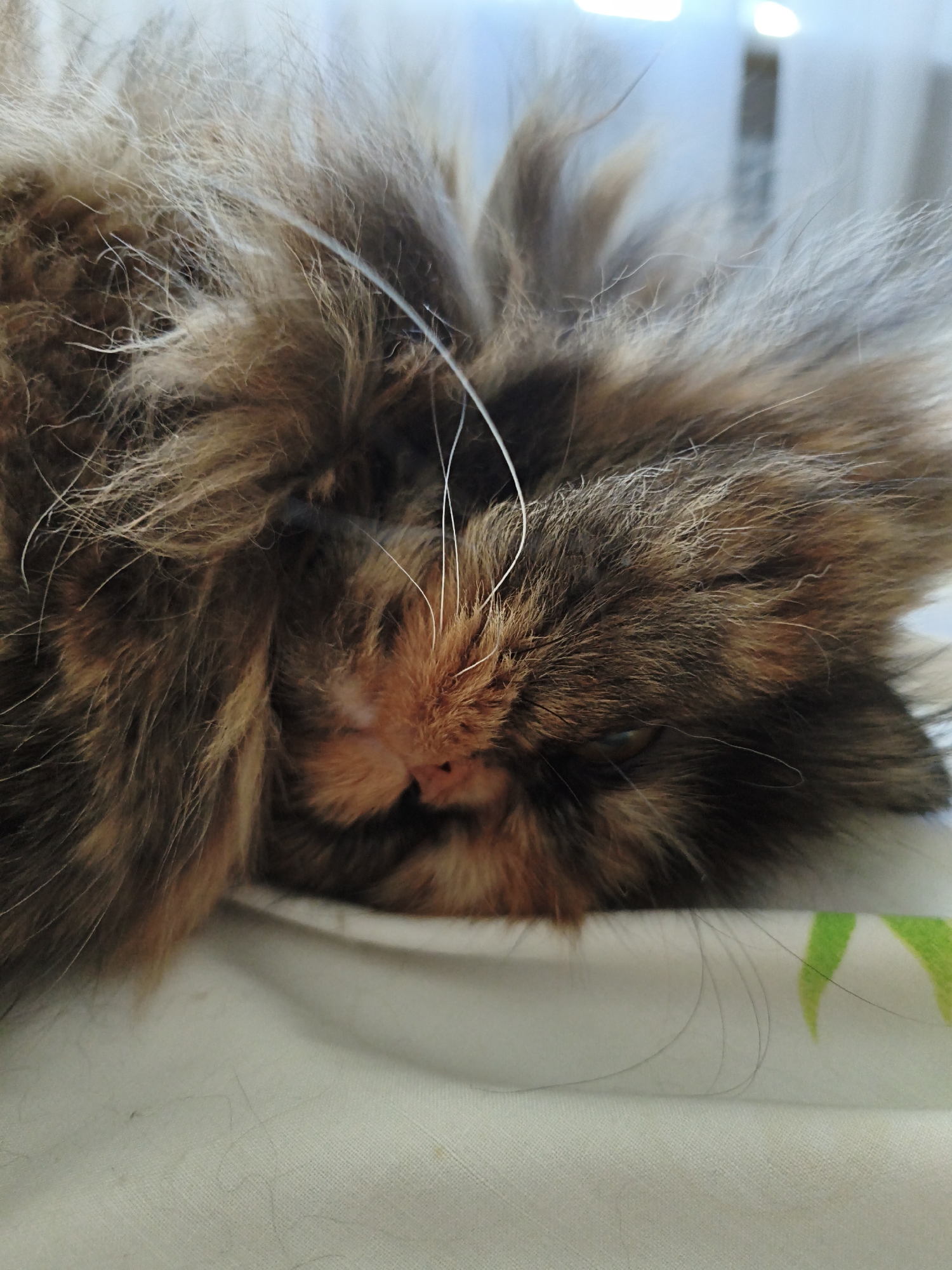 A close-up, eye-level shot shows the face of a fluffy cat resting on a white surface. The cat's fur is a mix of brown and black, with some lighter brown and white hairs. Its eyes are partially closed, and its nose is pinkish-orange. A single white whisker is visible across the cat's face. The background is blurred, but appears to be a light blue sky and a window. The white surface the cat is resting on has a subtle green and yellow pattern on the right side of the image.
