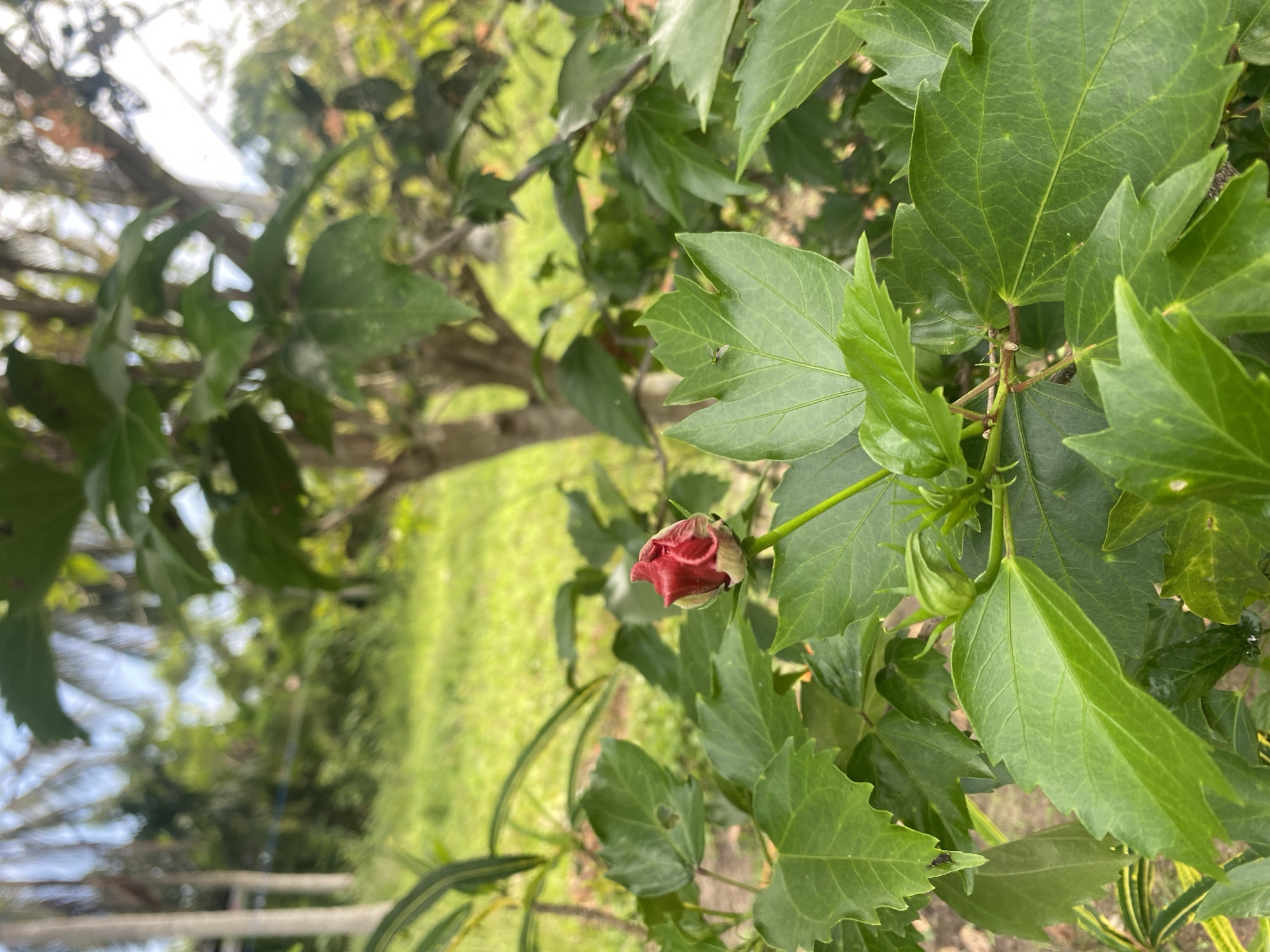 The image shows a close-up of a red hibiscus bud surrounded by green leaves. The background is blurred, but appears to be a grassy area with some trees. The location is identified as Payadua, Indonesia. No people are visible in the image.