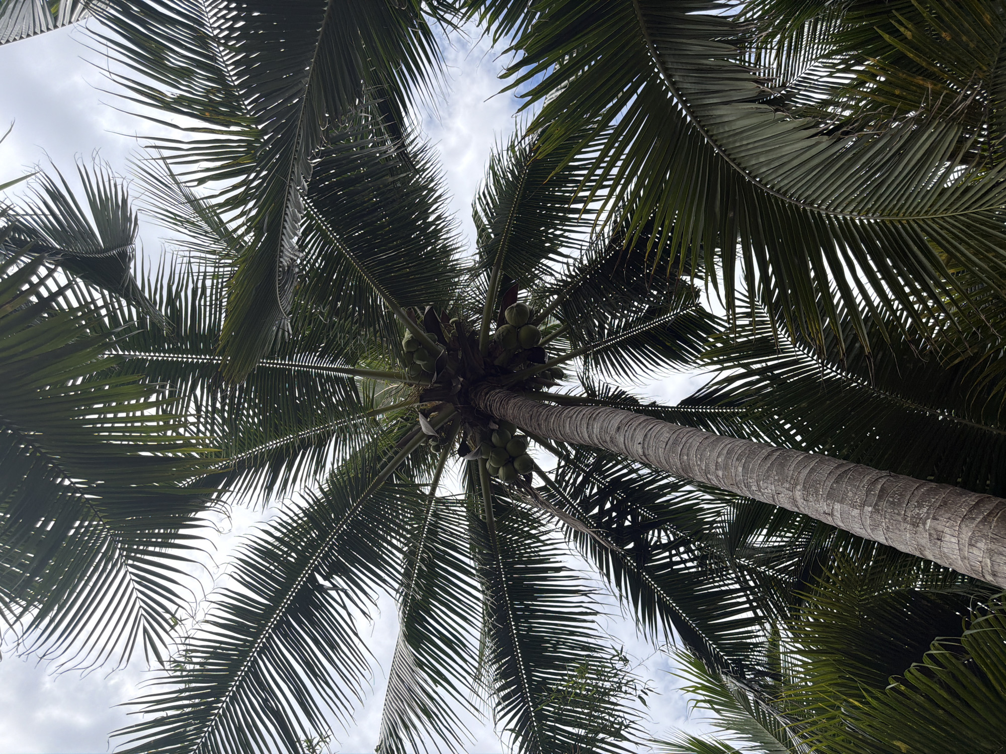 The image presents a striking low-angle view, looking directly upwards into the dense canopy of a tall coconut palm tree, characteristic of Nam Nha Trang Ward, Vietnam. The robust, textured trunk of the central palm dominates the right side of the frame, rising vertically with its distinct ringed pattern. At its crown, numerous clusters of vibrant green coconuts are clearly visible, nestled amongst the bases of the fronds.
The dark green, pinnate fronds of the main palm and likely adjacent trees fan out expansively, filling most of the upper part of the photograph. These feathery leaves create intricate patterns and silhouettes against the bright sky, with some areas appearing as opaque dark masses and others showing translucent greens where sunlight filters through. Patches of a partly cloudy sky are visible through the gaps in the foliage, featuring white clouds against a light blue backdrop.
The scene depicts a peaceful, natural tropical setting. The upward perspective emphasizes the impressive height of the palm tree and the lushness of the surrounding vegetation. The bright but diffused lighting suggests it is daytime, possibly mid-morning or early afternoon, with comfortable weather. There are no people, visible activities, or discernible text within the image.