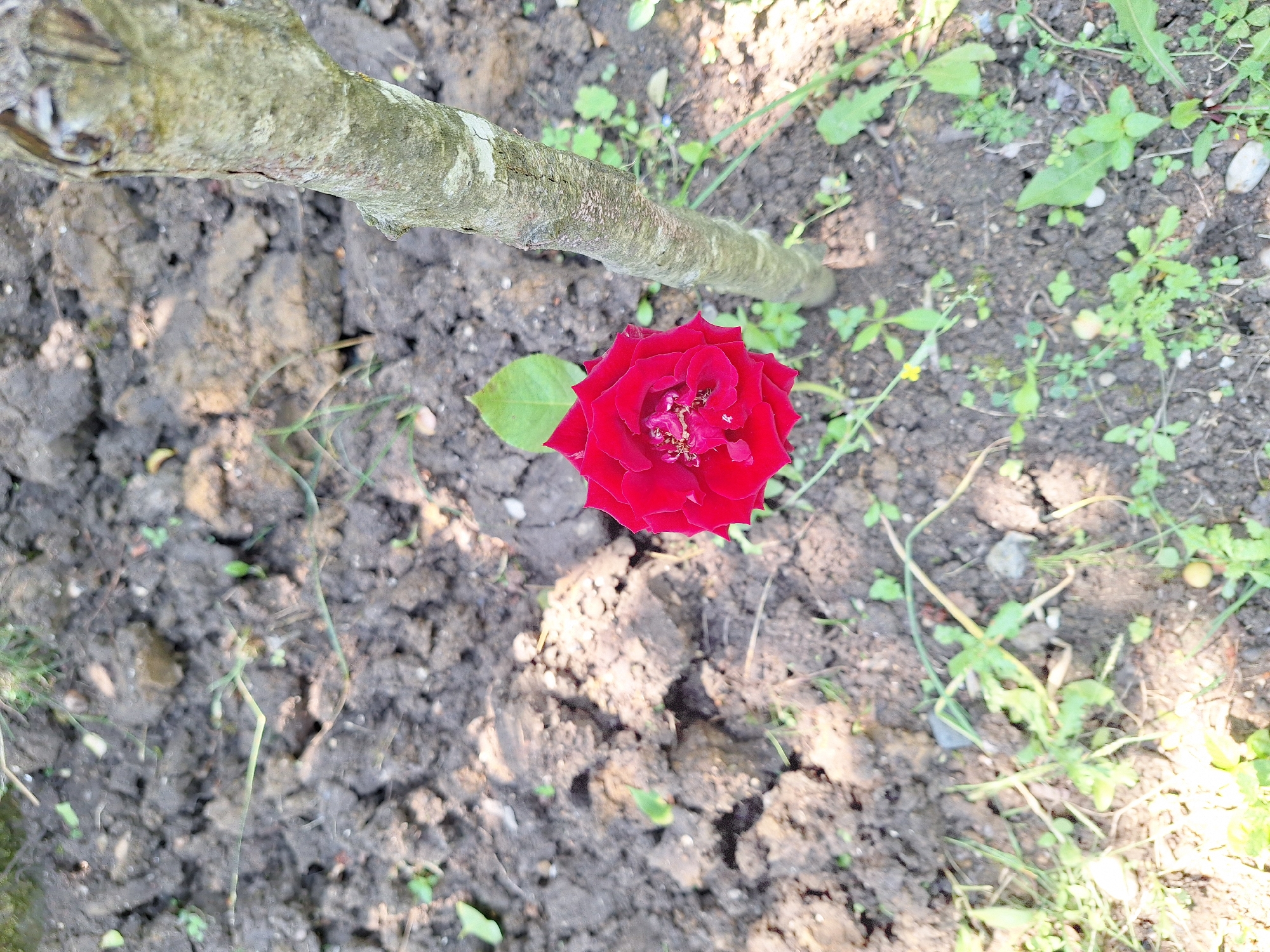 A single, vibrant red rose is the focal point of the image, positioned in the center-left foreground. It is set against a backdrop of dark, tilled soil, with sparse green weeds and grass scattered throughout. A thin, grey tree trunk, rough in texture, stands to the right of the rose, its bark showing signs of age. The scene is illuminated by natural daylight, casting soft shadows on the soil. The location is identified as Zeda Sazano, Georgia, suggesting an outdoor garden setting. There are no people or animals visible in the frame, and no specific actions or interactions are depicted.