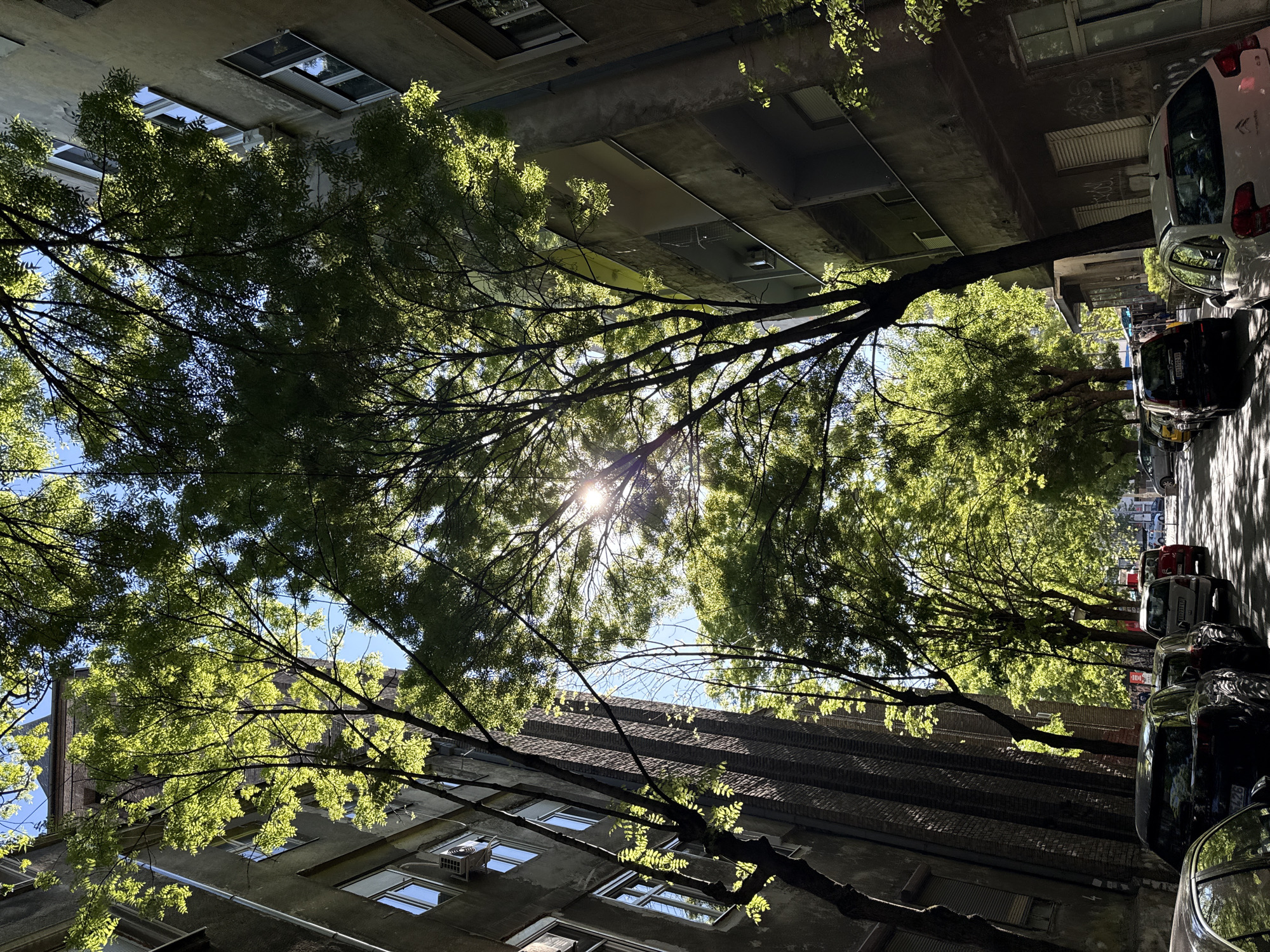 A low-angle shot reveals a street in Belgrade, Serbia, framed by tall buildings and trees. The sun shines brightly through the branches, creating a starburst effect. On one side of the street, cars are parked, casting long shadows on the pavement. The buildings appear to be old and made of concrete and brick, with windows and air conditioning units visible. The scene is bathed in sunlight, creating a warm and inviting atmosphere.