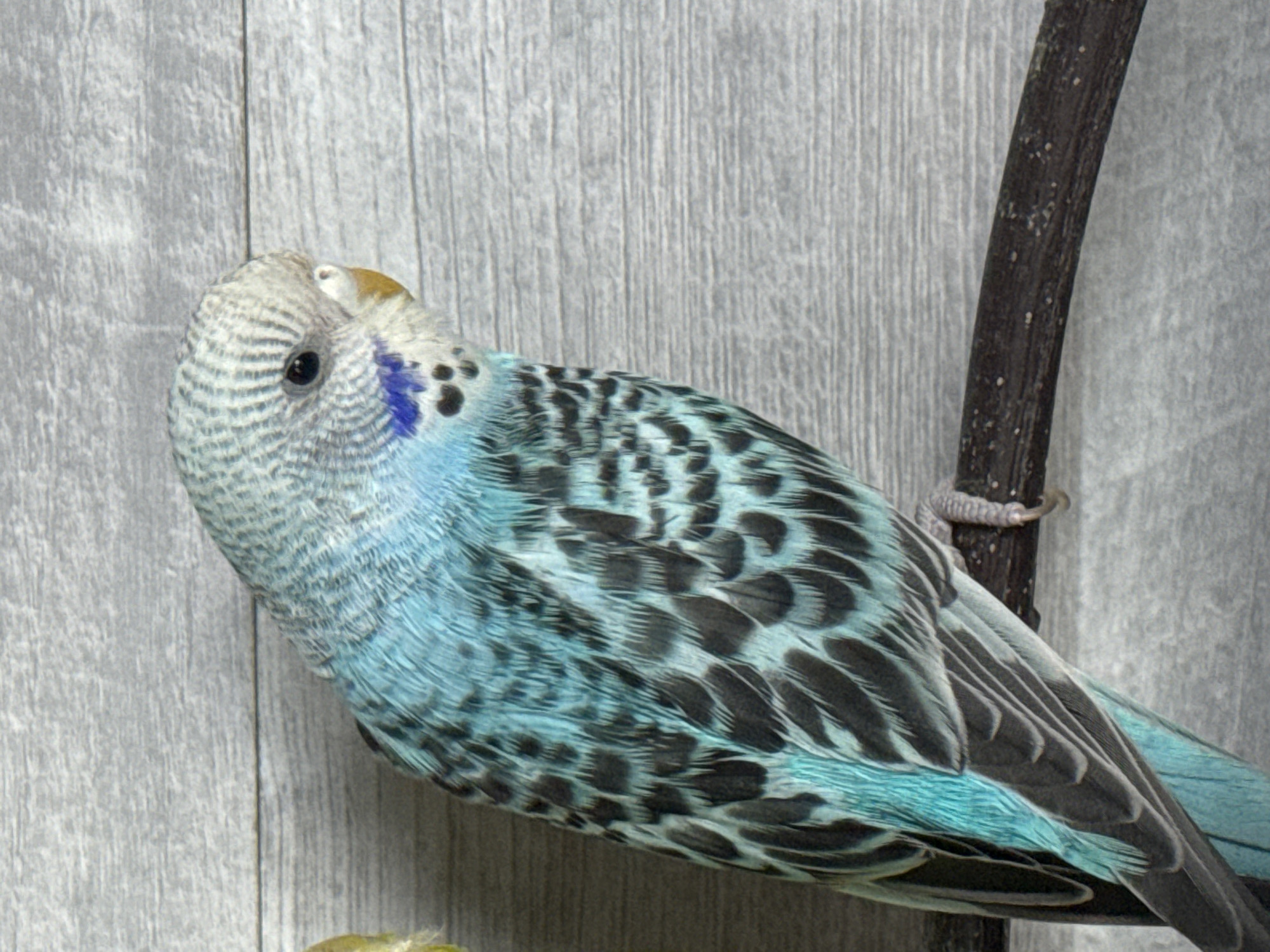 A medium shot captures a budgerigar perched on a dark branch against a grey, textured wooden background. The bird, predominantly blue and white with black markings on its chest and wings, faces right. Its eye is dark, and its beak is a light yellow. The branch is rough and speckled with small white spots. The background is a solid grey with a wood grain pattern. The image is well-lit, with no discernible shadows.