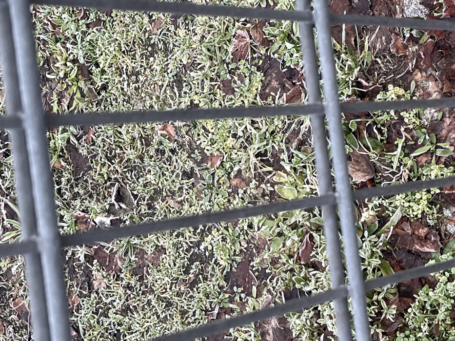 The image captures a ground-level view of an outdoor area, seen through a grey metal grate or fence in the foreground. The ground is largely covered by small green plants, appearing to be a mix of grass and low-growing weeds, interspersed with numerous fallen brown leaves. A prominent detail is the white frost clinging to the edges and surfaces of the green foliage and some of the brown leaves, indicating cold, freezing weather conditions, likely during winter or late autumn. The metal grate comprises horizontal and vertical bars that partially obscure the view of the ground. The scene depicts a natural landscape, possibly a garden bed or a wild patch of earth, in Bamberg, Germany. No human activity or visible text is present.