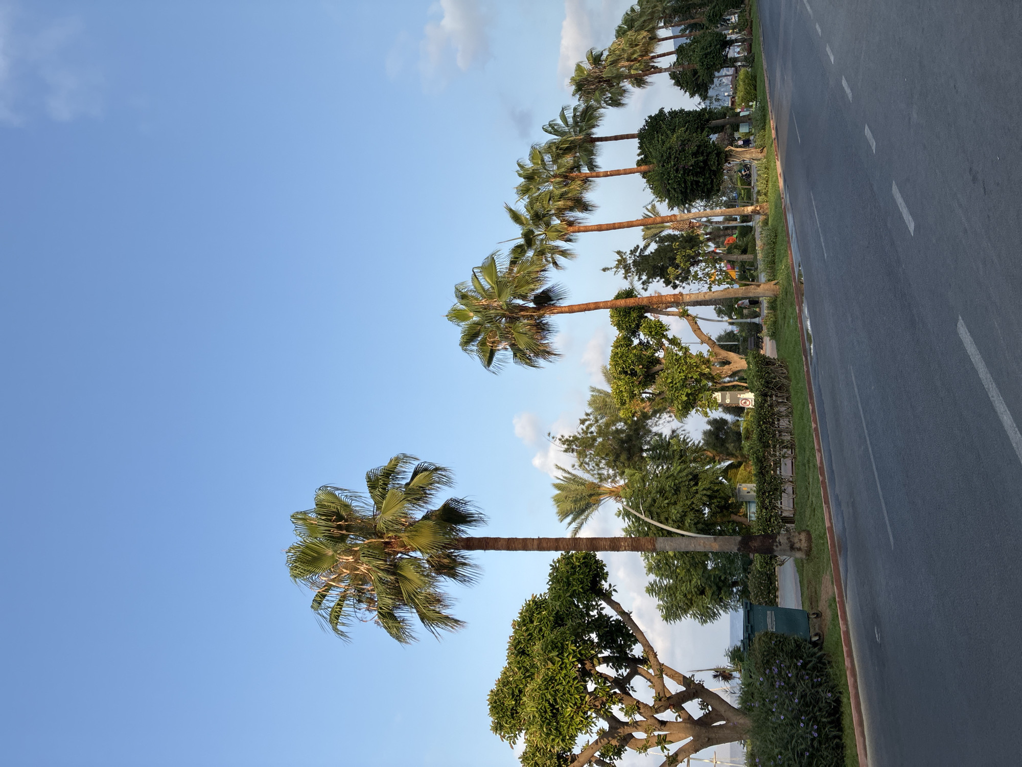 The image depicts a street scene in Alanya, Turkey, likely along a coastal promenade. A paved road with white dashed lane markings occupies the right side of the frame, curving slightly to the left. Adjacent to the road is a grassy median strip bordered by a red curb. Beyond the median, a row of palm trees, varying in height and maturity, dominates the landscape. Some of these palm trees are quite tall, with distinct brown trunks and fronds. Interspersed with the palm trees are other types of trees and bushes, some with dense green foliage. In the background, a glimpse of the sea is visible. On the left side of the road, a large green garbage bin with wheels is positioned near a lush bush with purple flowers. Further back, other greenery and structures are partially obscured by the trees. The sky is a clear blue with a few wispy white clouds. The overall impression is of a well-maintained public space, possibly a park or recreational area lining a road in a Mediterranean city. There are no visible people in the immediate foreground.