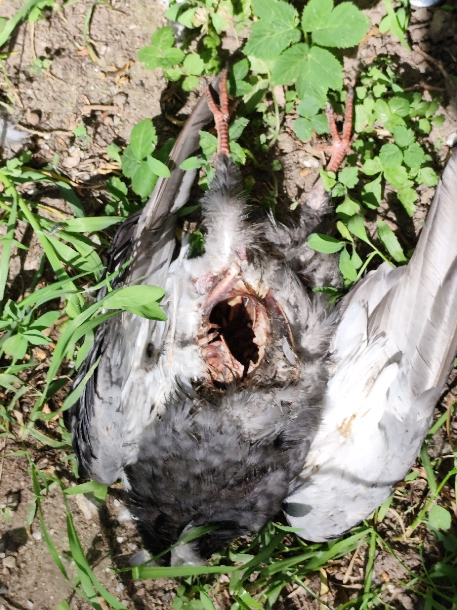 The image shows a dead pigeon lying on the ground amidst grass and small green plants. The bird's body is damaged, with a visible hole in its chest cavity. Its legs are facing upwards, and its wings are spread out on either side. The background consists of soil and greenery. There's no indication of the location being in Moscow, Russia.