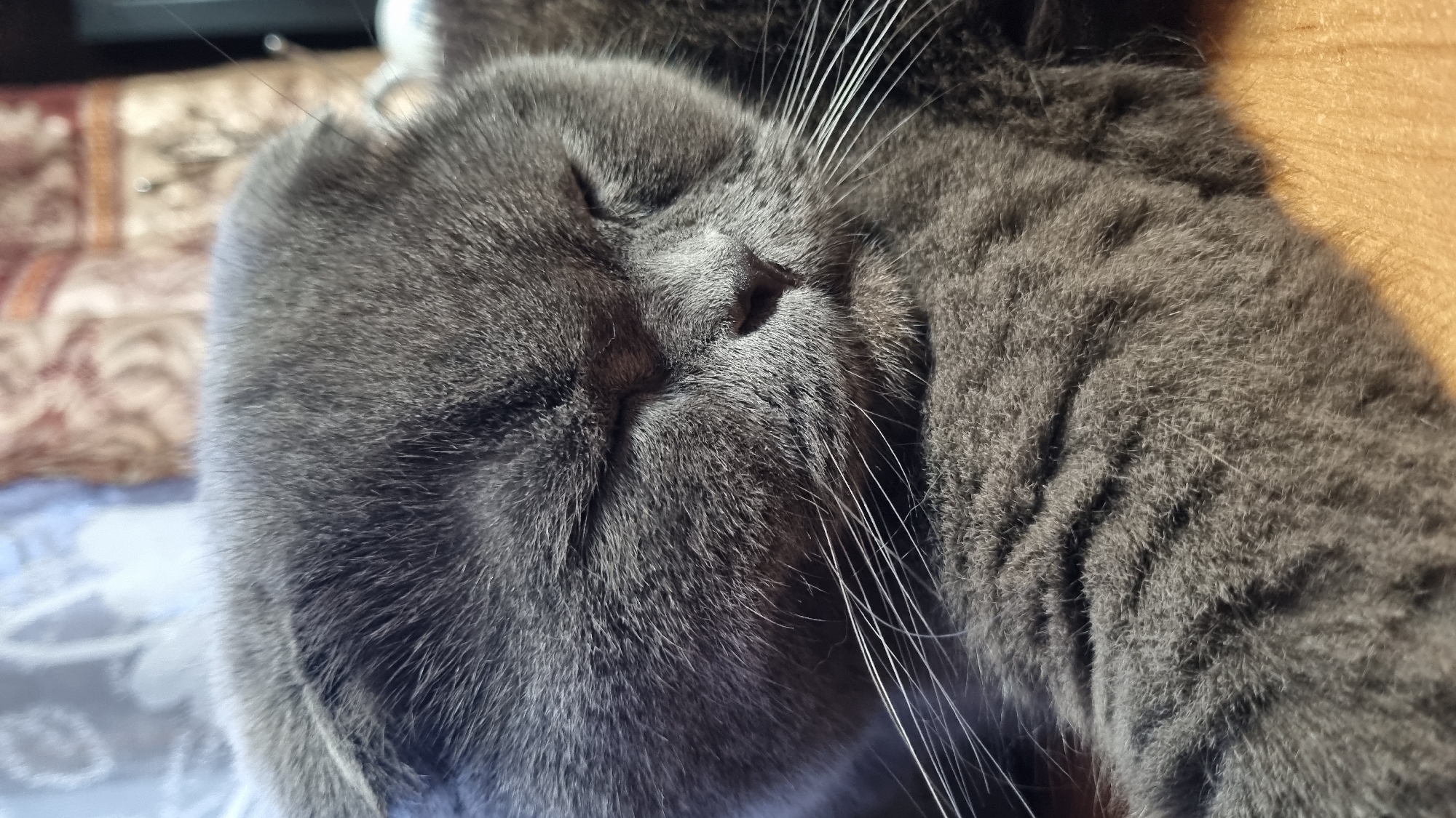 A close-up, eye-level shot shows a grey, short-haired cat sleeping. The cat's eyes are closed, and its face is turned slightly to the right. Its fur appears soft and fluffy. The background is blurred, but suggests an indoor setting with what might be patterned fabric. There is no indication of the city of Vysokoe, Russia, within the image itself.