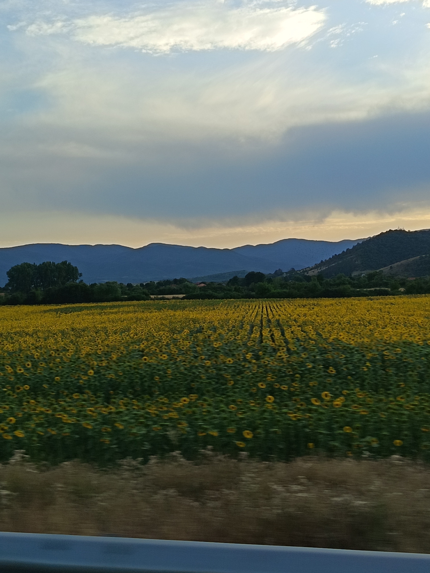 The image shows a vast field of sunflowers stretching towards a line of dark blue mountains under a cloudy sky. The sunflowers are in full bloom, their yellow petals a vibrant contrast to the deep green foliage. The field appears to be cultivated in neat rows, with some areas showing a slightly more sparse arrangement of flowers. In the background, a dense line of trees forms a dark border between the sunflower field and the mountainous landscape. The mountains themselves are layered, with the furthest peaks appearing as faint silhouettes against the lighter sky. The sky is a mix of pale blues and grays, with wisps of white clouds catching the light, suggesting it might be late afternoon or early evening. The foreground shows a blurred strip of ground, possibly indicating the image was taken from a moving vehicle. A dark, horizontal barrier is visible at the bottom of the frame, further suggesting a roadside perspective. The overall scene depicts a rural landscape, likely in or around Skravena, Bulgaria, characterized by agricultural cultivation and natural topography. There are no people or specific actions depicted in the image.
