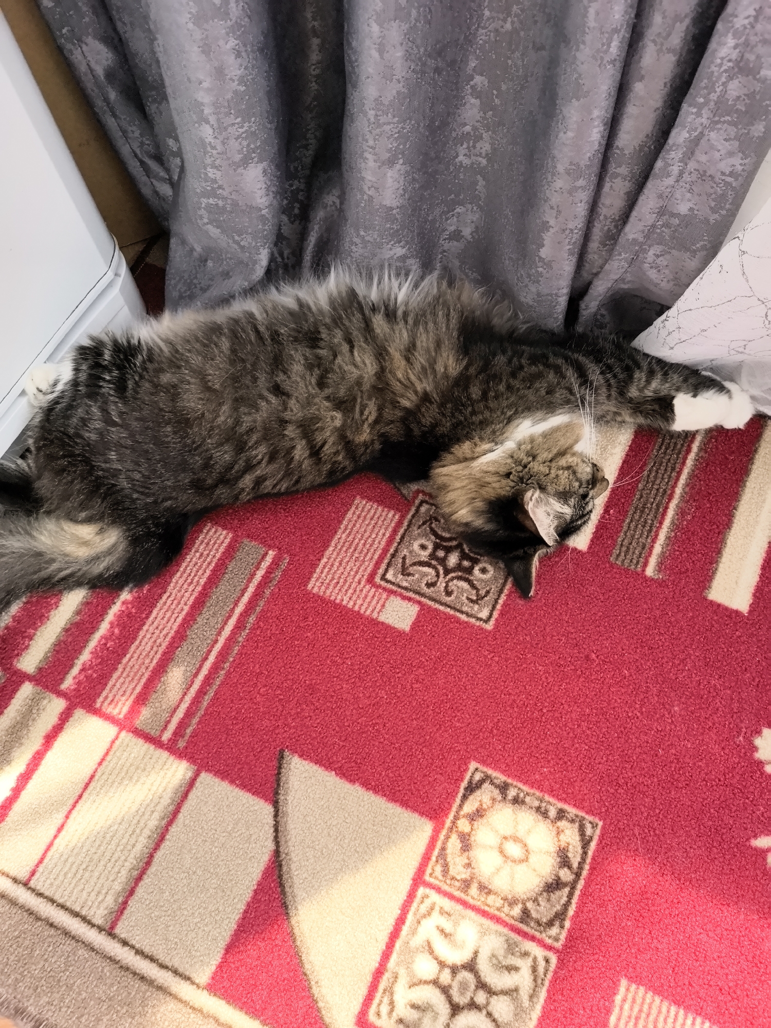 A long-haired, gray and brown tabby cat is sleeping on its back on a red rug with a geometric pattern. The cat's body is stretched out, and its paws are resting on the rug. The rug has stripes of beige and brown, and a square pattern with floral designs. Behind the cat, a gray curtain hangs, and to the left, a white object, possibly furniture, is visible. The scene appears to be indoors. There is no information in the image to suggest a location in Veshenskaya, Russia.