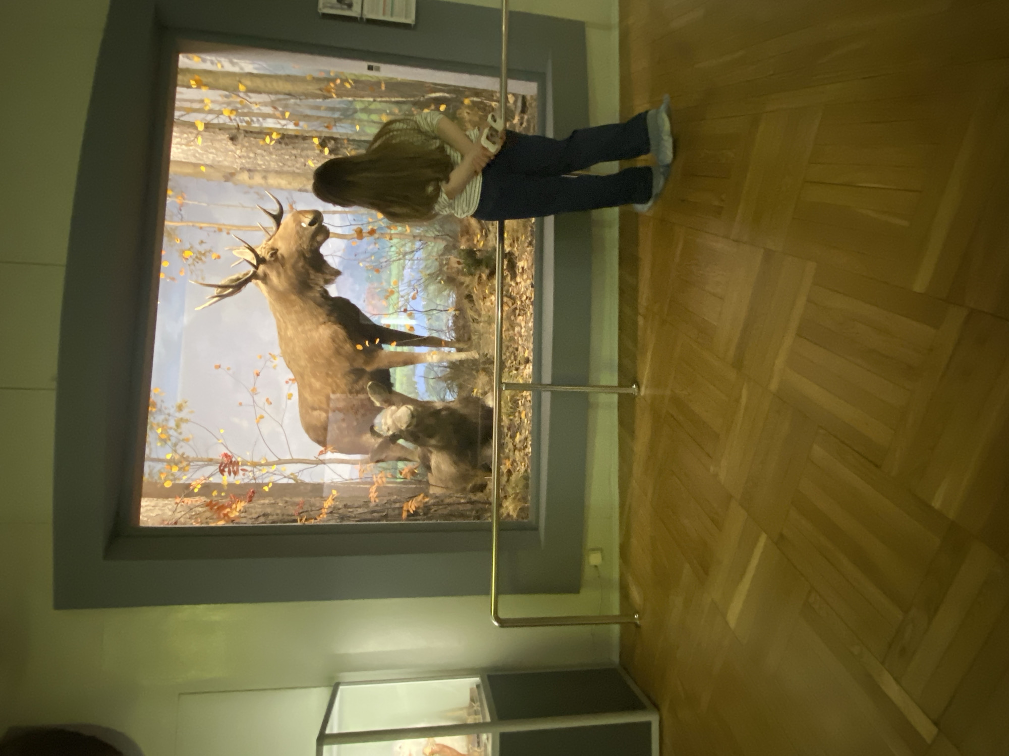 The photograph depicts an indoor scene in what appears to be a natural history museum, possibly in Yekaterinburg, Russia, based on the mounted display. A young woman with long brown hair, wearing a striped shirt and jeans, stands in front of a large diorama featuring two moose in a simulated autumn forest setting. The diorama is encased in a grey frame with a glass front and is protected by a metal railing. The floor is made of wood. Below the diorama, a display case containing bones or other artifacts is visible. The overall lighting is soft and natural. The woman is observed looking at the moose, possibly taking a picture with her phone.
