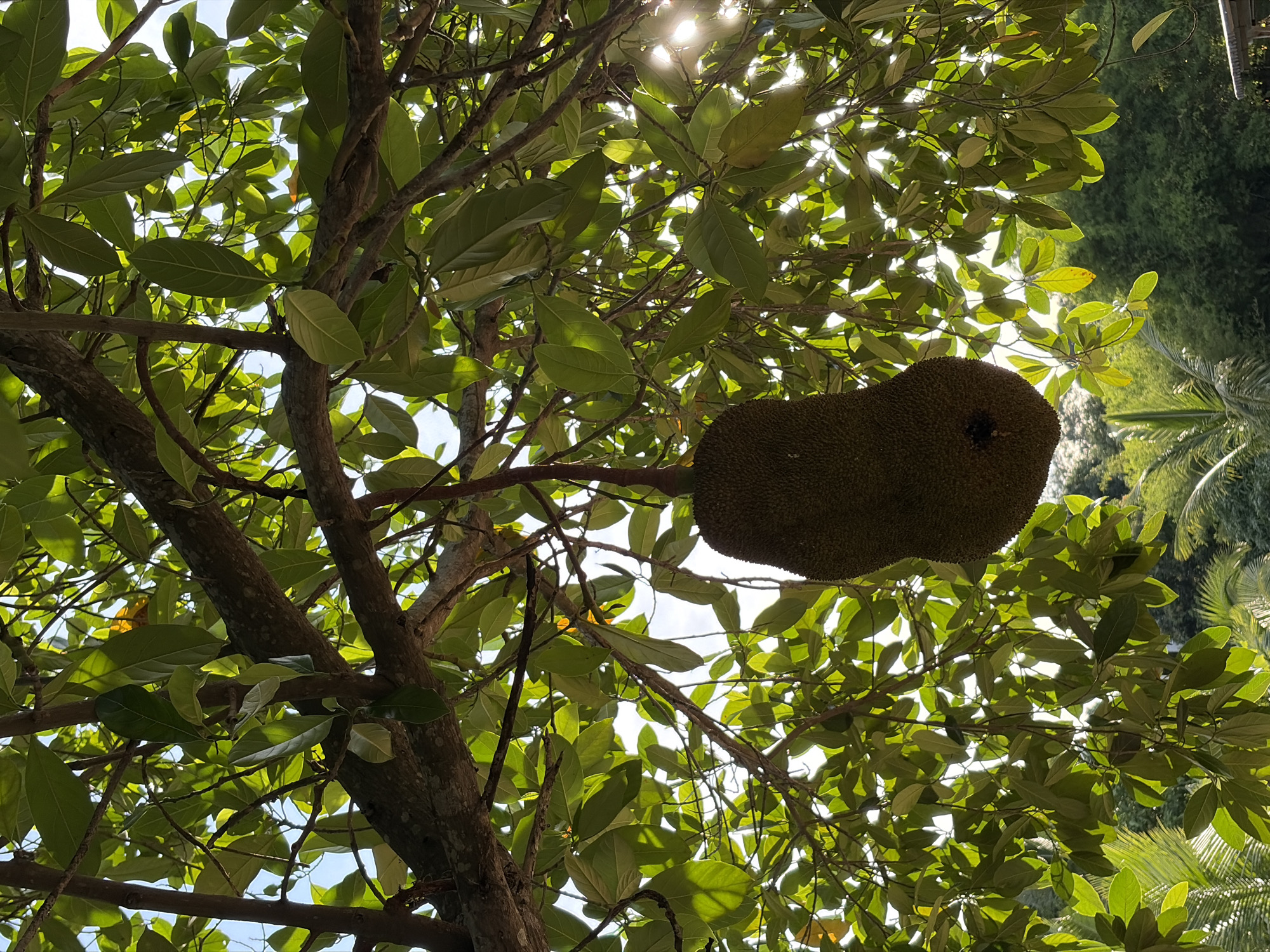 In Baan Mae Nam, Thailand, a large, green jackfruit hangs from a tree branch, its spiky exterior visible. The fruit is suspended amidst a dense canopy of vibrant green leaves, which are illuminated by sunlight filtering through the branches. The scene is set outdoors, with lush foliage and glimpses of the sky and distant trees creating a natural environment.