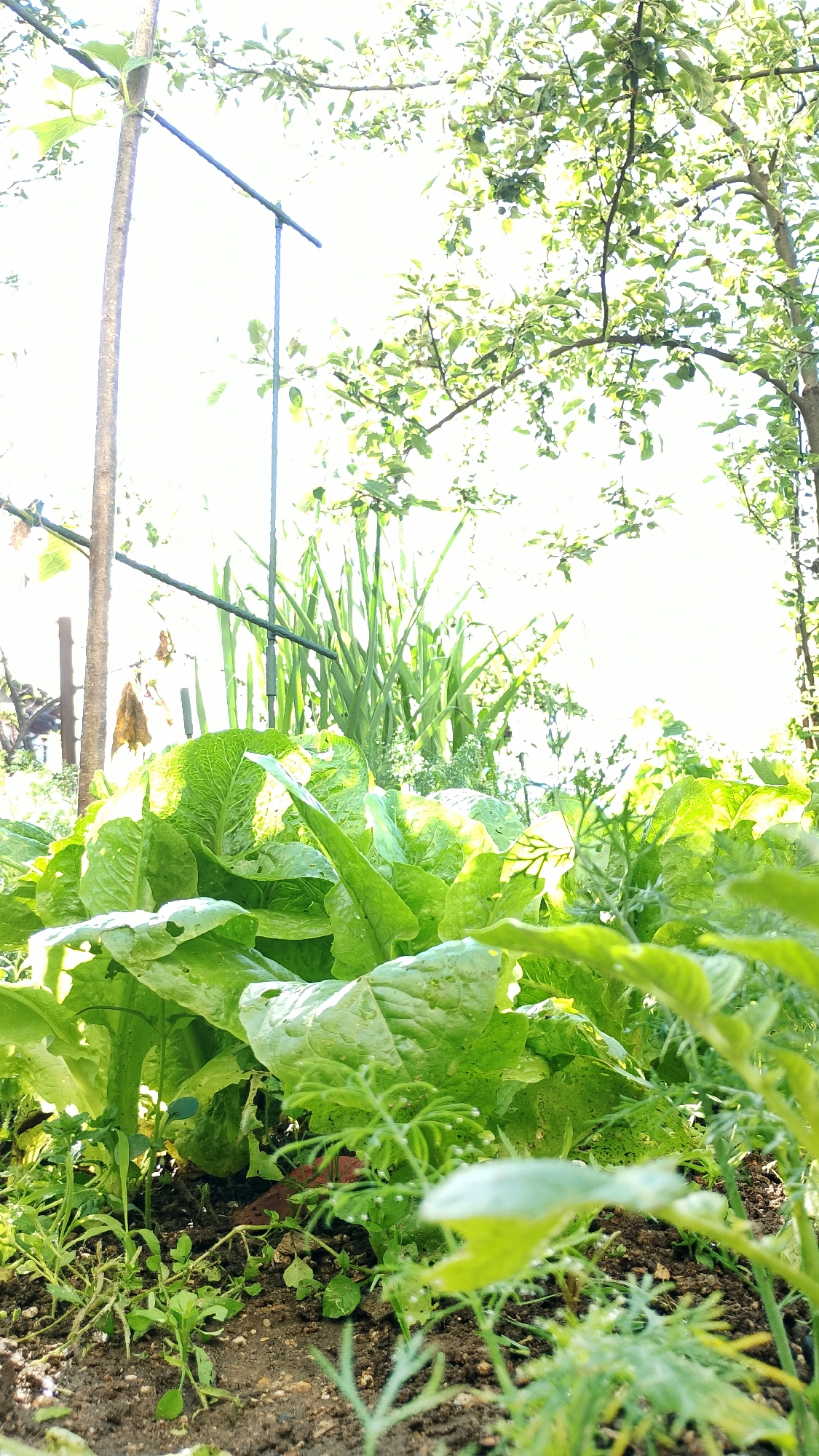 The image depicts a close-up view of a garden bed filled with lush, green lettuce plants. The plants are in the foreground, with their large, leafy heads dominating the lower half of the frame. Smaller, leafy green plants are growing around the base of the lettuce. In the background, a wooden post and a metal support structure are visible, along with tall, green plants that appear to be reeds or grasses. Trees with abundant green foliage are present at the top of the image, creating a canopy. The scene is illuminated by bright sunlight, which casts highlights and shadows on the plants. The image does not contain any people or indicate specific actions or interactions. The location is identified as Smolyan, Bulgaria, suggesting an outdoor, possibly residential, garden setting.
