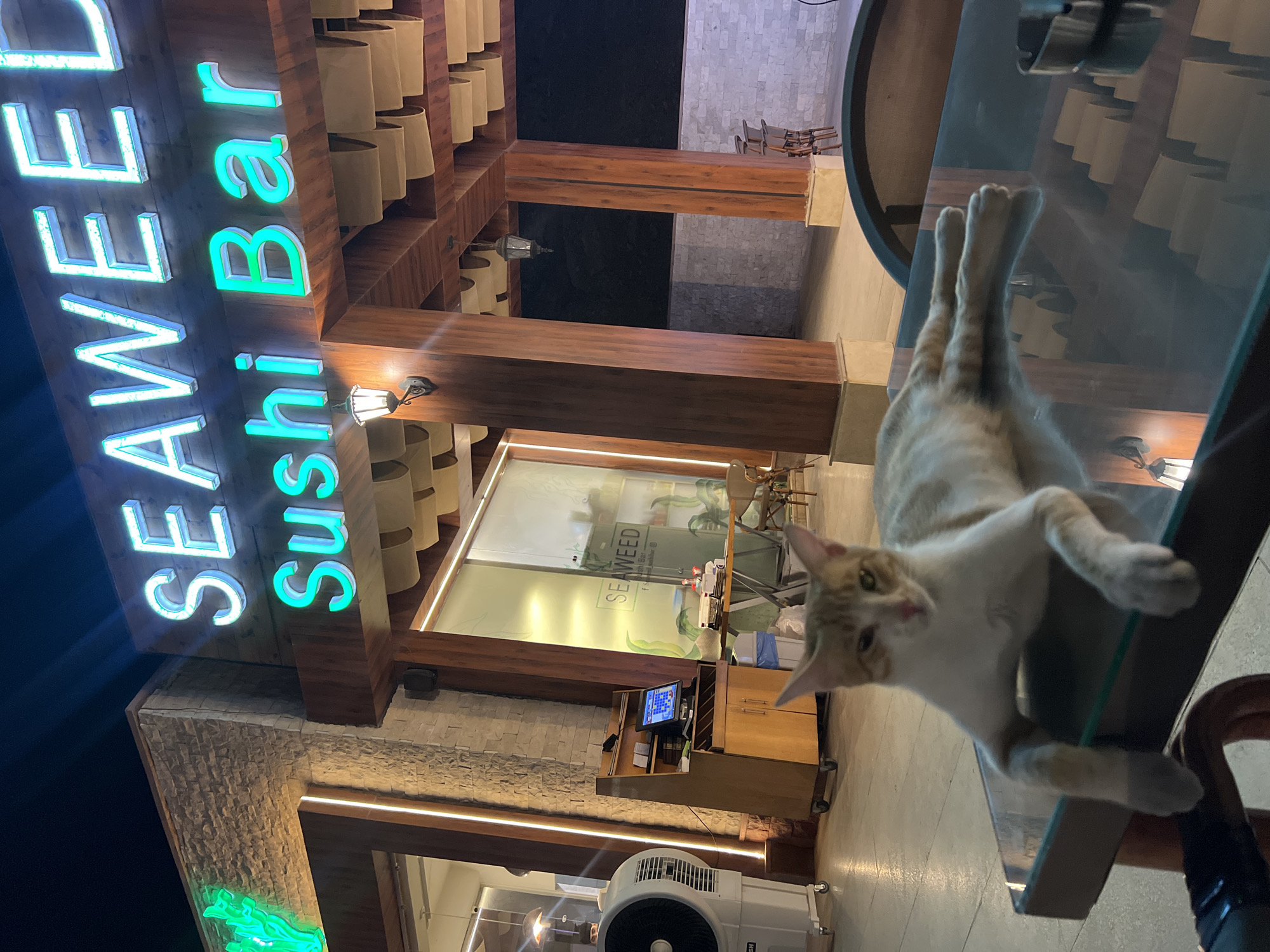 An outdoor dining area at "SEAWEED Sushi Bar" in Sharm El Sheikh, Egypt, is depicted at night. The establishment's name is illuminated by neon signs, with "SEAWEED" in white and "Sushi Bar" in turquoise. The architecture features stone and wood elements, with wooden pillars supporting a covered patio.
In the foreground, a ginger and white cat is lying across a glass-topped table, its paws dangling over the edge. The cat is looking directly at the camera. The table also holds an ashtray.
In the background, a large white industrial fan is visible to the left. To the right of the fan, a wooden cabinet with a computer monitor, likely a point-of-sale system, is situated. A glass-fronted section of the restaurant with plants visible inside is to the right of the cabinet. Chairs and tables are scattered throughout the patio area, with some chairs stacked. The lighting is dim and atmospheric, with lamps casting pools of light. The overall impression is that of a relaxed evening setting.