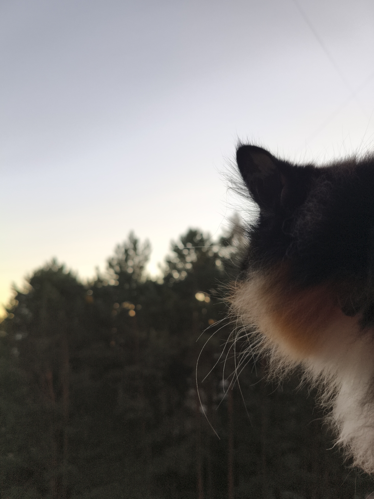 This is a close-up, waist-up photograph of a calico cat's head and upper body, viewed from the right side, against a soft focus background of a forest and a pale sky. The cat's ear, a pointed, dark shape with fluffy fur, is prominently featured at the top right of the frame. Its fur transitions from dark black to a warm tan and then to white fluffiness around its muzzle. Long, wispy white whiskers extend outwards. The background shows a dense, dark green forest with some blurred circular highlights, possibly sunlight filtering through the trees or bokeh from the camera. The sky above is a soft gradient of pale gray to a very light yellow-orange near the horizon, suggesting either sunrise or sunset. There are no discernable urban elements, human figures, or specific landmarks that would indicate its location within Chaikovsky, Russia. The scene is tranquil and focuses entirely on the cat and its natural surroundings.