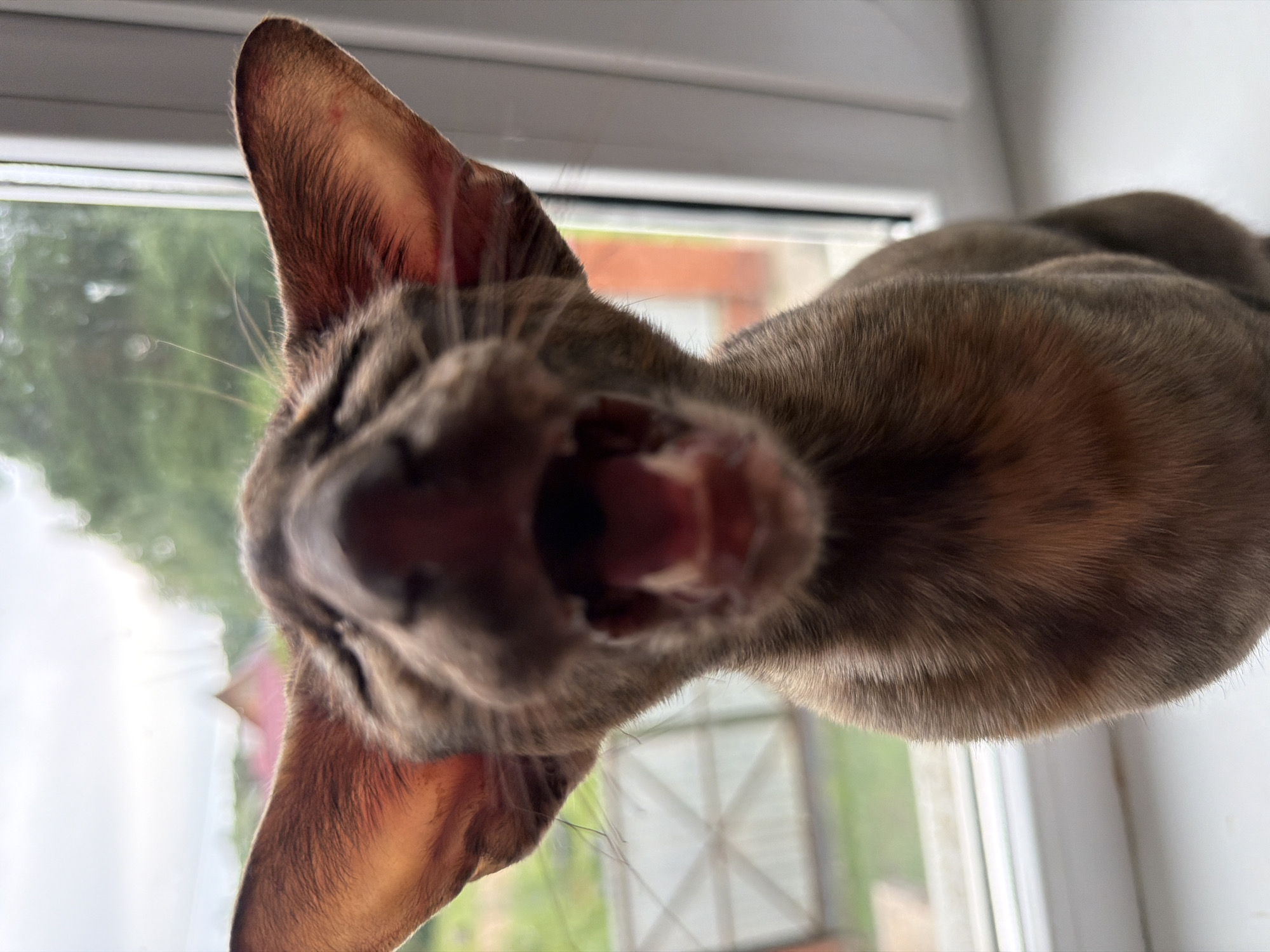 A close-up, low-angle, forward-facing shot captures a young Siamese cat mid-yawn on a windowsill. The cat's mouth is wide open, revealing pink gums and teeth, with its eyes closed shut. Its large, prominent ears are angled outward and illuminated from behind. The cat's short, fine brown fur is detailed, with subtle stripes visible on its neck. The background is blurred, showing a green, leafy outdoor environment with hints of buildings and structures, suggesting an urban or suburban setting. The windowsill appears to be white and smooth, and the overall lighting indicates an overcast day. The image is centered on the cat's face, emphasizing its expression. The exact location in Chaikovsky, Russia cannot be determined from the visual information provided in the image.