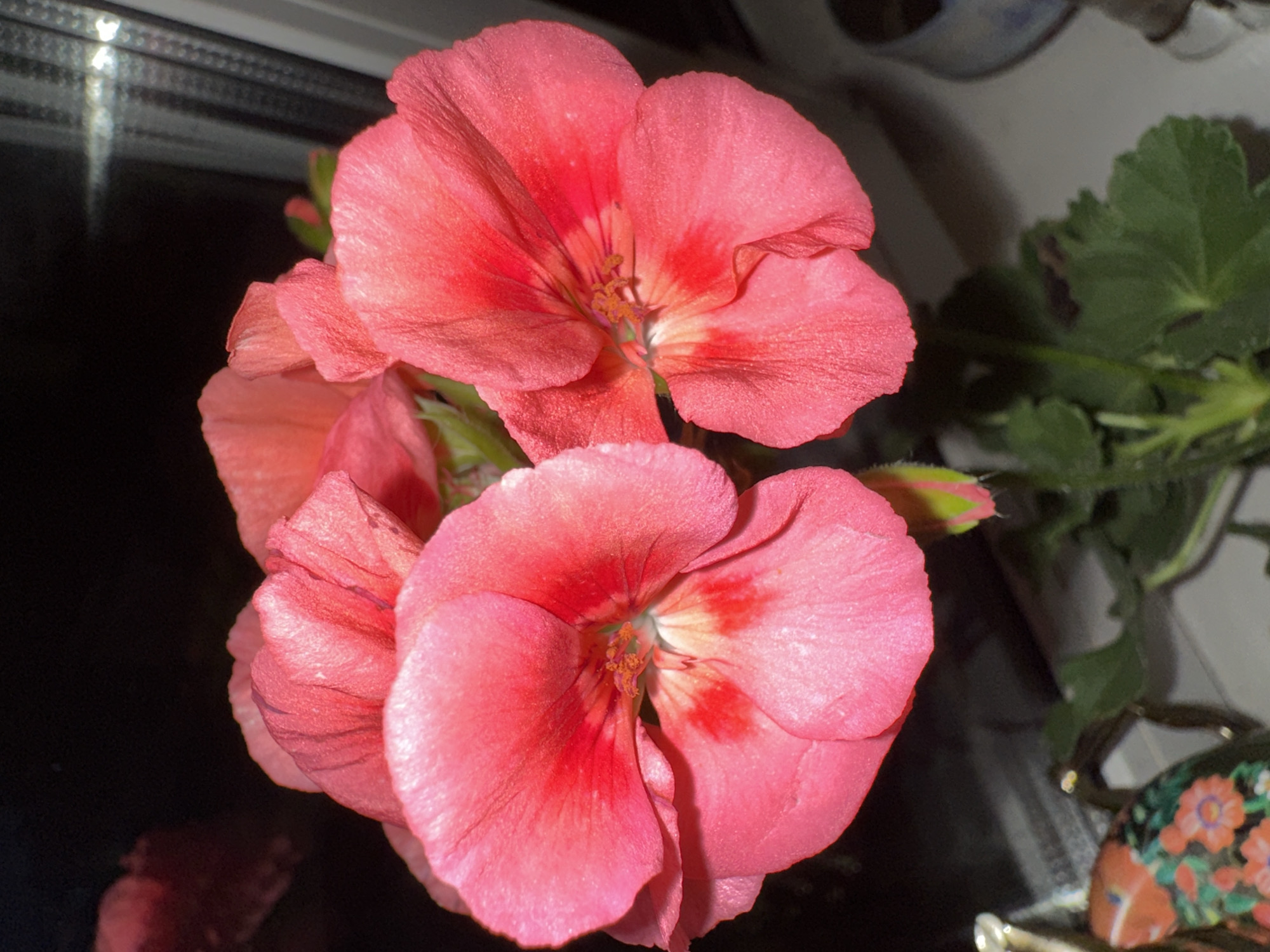 This image is a close-up of bright pink geranium flowers with darker red markings in their centers. The flowers are arranged in a cluster, with some petals slightly out of focus in the background. The leaves of the plant are visible below the flowers, appearing a healthy green. The background is dark and out of focus, with some glinting light that suggests a window or reflective surface. To the left and bottom of the image, a portion of a decorative object, possibly a ceramic vase with a floral pattern, is visible. The scene appears to be indoors, near a window. The location within the city is unknown.