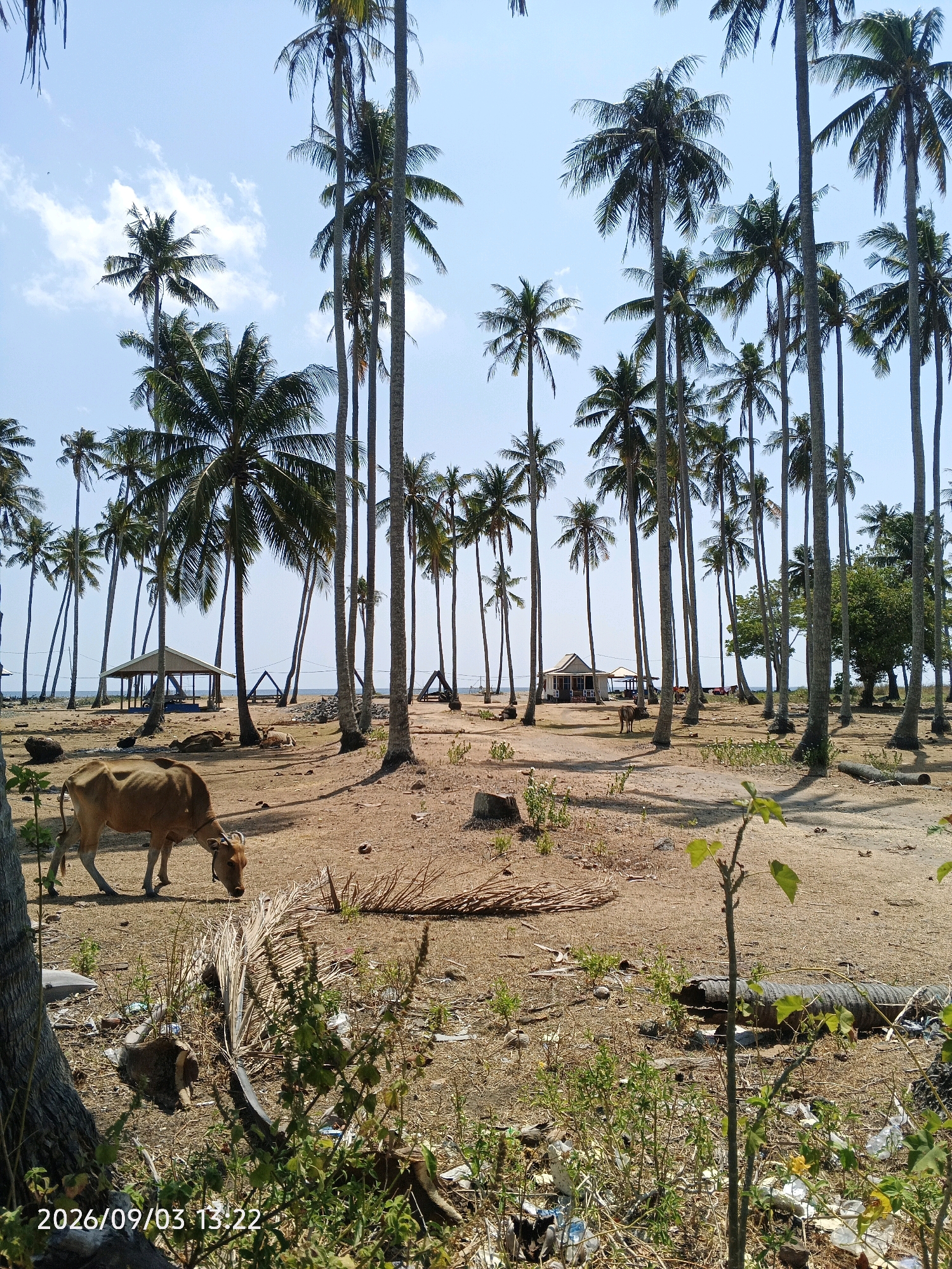 The image depicts a coastal scene on a bright, sunny day, likely in the city of Pinrang, Indonesia, characterized by numerous tall, slender coconut palm trees lining a sandy, arid landscape. In the foreground, a light brown cow is grazing on the dry ground. Several other cows are visible in the mid-ground, some lying down. Scattered across the scene are various structures, including a simple open-sided shelter with a peaked roof, a small white building with a porch, and what appear to be triangular frames. The ground is covered in dry leaves, twigs, and some scattered debris. The ocean is visible in the background, with a clear blue sky above, punctuated by a few wispy clouds. The overall impression is a rural, tropical environment.