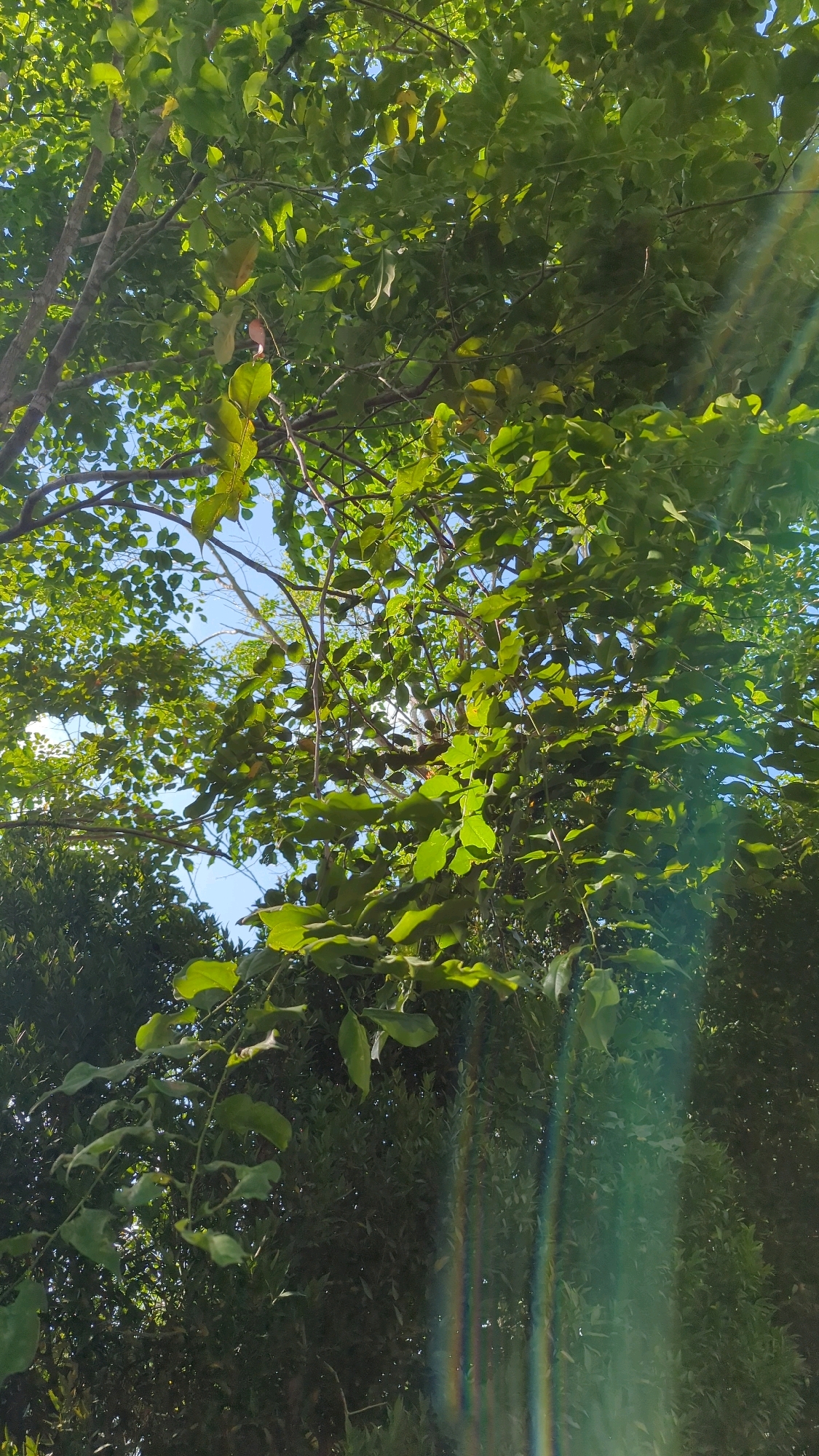 This is a close-up, upward-facing shot of lush green foliage against a bright blue sky, indicating an outdoor environment. The leaves are a vibrant green, with some showing hints of yellow, suggesting they are healthy and receiving ample sunlight. The sun's rays are piercing through the canopy, creating lens flare and a slight hazy effect in the upper right portion of the image, along with a subtle rainbow-like flare at the bottom right. The branches of the tree are visible, some thicker and darker, others thinner and lighter, forming a dense network. The background is a blend of lighter green leaves in the foreground and darker, more distant foliage, implying a garden or park setting. There are no people, animals, or man-made structures visible in this frame. The image captures a serene natural scene, focused entirely on the interplay of light and leaves within a verdant environment. Without further context, the specific location in Gunungtinggi, Indonesia cannot be determined from the visual information alone.