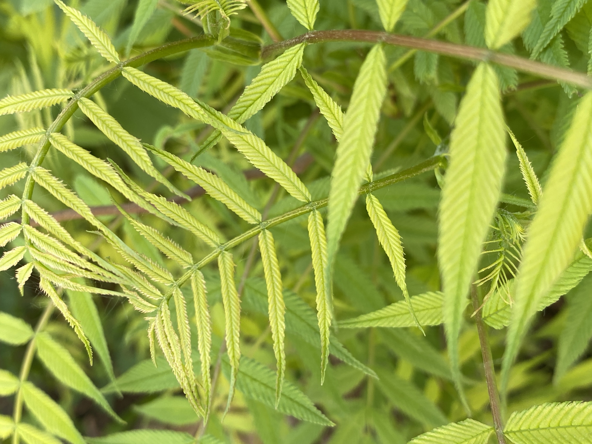 The image presents a close-up view of green plant foliage. The leaves are compound, meaning each leaf is composed of multiple leaflets arranged along a central stem. The leaflets are elongated, lanceolate in shape, with serrated edges. The overall color of the foliage is a vibrant green with yellow undertones. The lighting appears soft and diffused, creating an even illumination of the leaves. The background is out of focus, suggesting a shallow depth of field. No people, specific objects, or actions are discernible. The environment is limited to the presence of the plant life. The location in Votkinsk, Russia, is not evident from the image itself, requiring external knowledge.