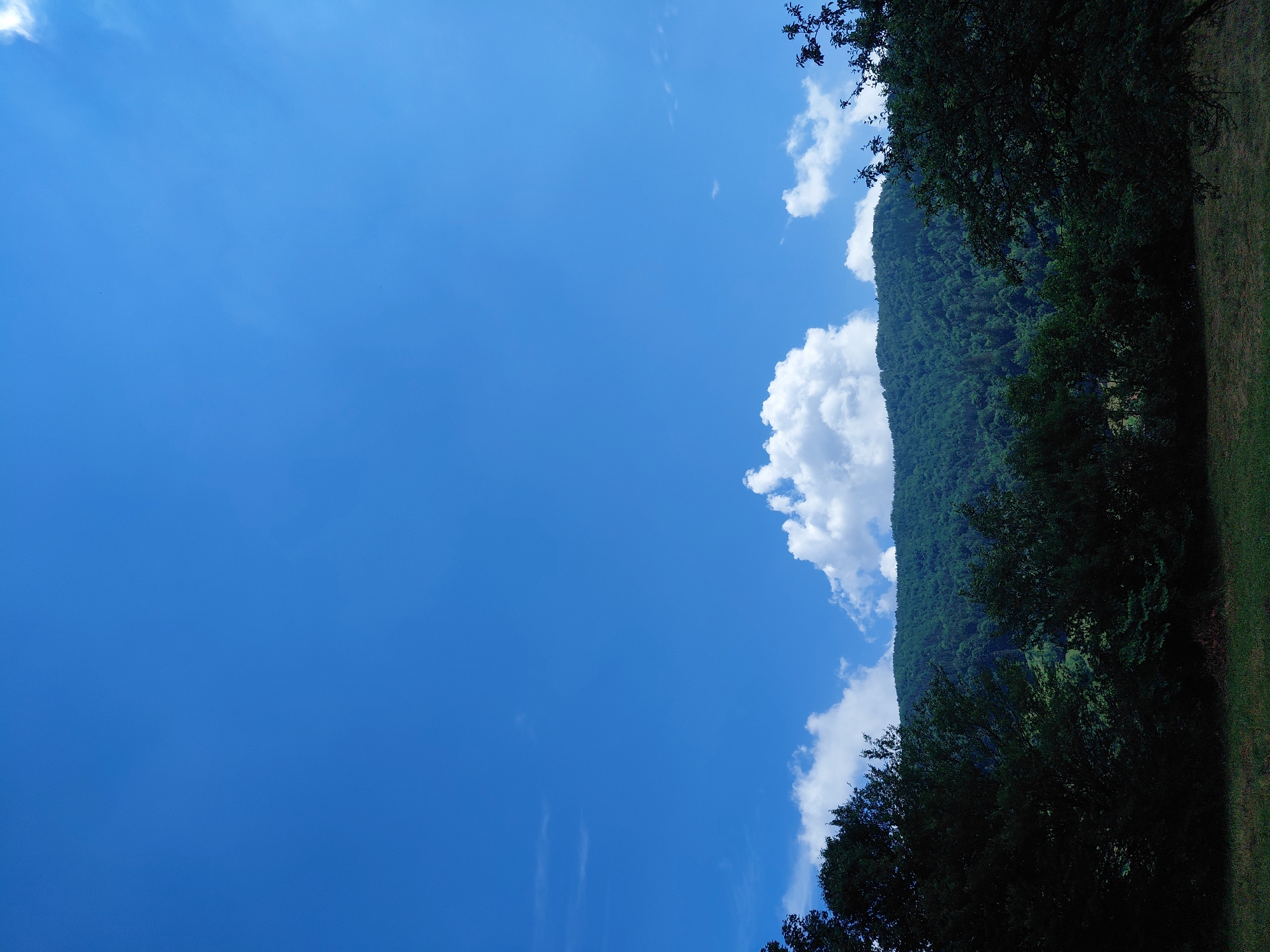 The image depicts a vast expanse of a clear blue sky dominating the upper two-thirds of the frame. A few scattered white cumulus clouds are visible, with one particularly prominent, puffy cloud positioned above the treeline. Below the sky, a densely forested green mountain range stretches across the horizon. The lower portion of the image is filled with a dark silhouette of trees, with their foliage appearing almost black against the brighter background. In the foreground, a patch of dry grass is visible, suggesting an open field or meadow. The scene appears to be a natural landscape, likely in a rural or mountainous area, and based on the prompt, it is specified to be in the city of Chernyk, Ukraine. No people or specific actions are depicted.