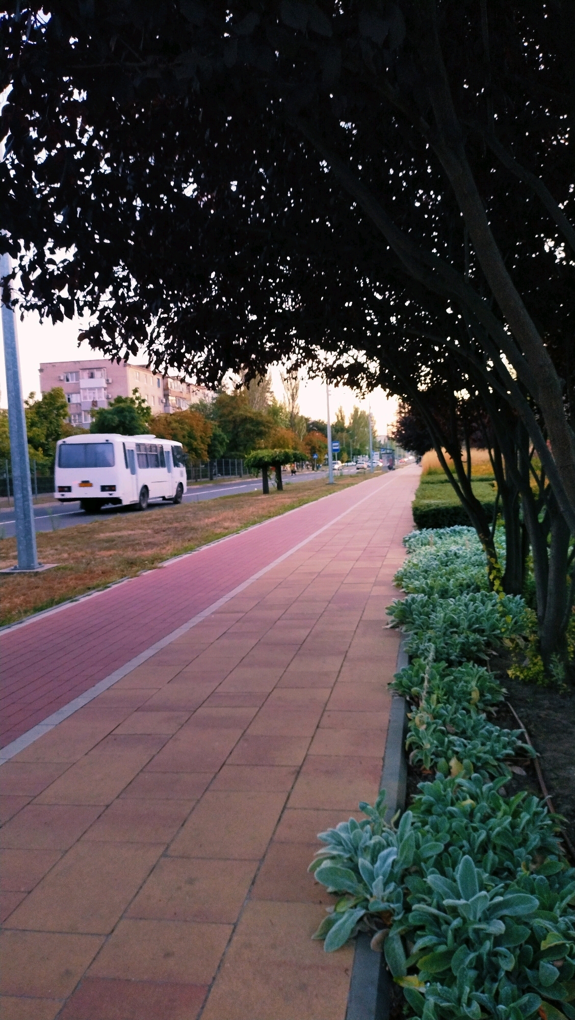 An exterior, eye-level, vertical shot captures a tree-lined walkway and road in Horishni Plavni, Ukraine. The walkway, paved with orange-brown square tiles, runs diagonally from the foreground to the background on the right. Adjacent to the walkway, on the right, is a strip of dark soil with lush green plants, bordered by a low concrete planter. To the left of the walkway is a pink-colored bicycle lane, separated by a light gray strip. Beyond the bicycle lane is a road with a white bus traveling away from the camera. Further back, on the left side of the road, are trees with autumn foliage and a multi-story building. The scene is illuminated by soft, natural light, suggesting it is either early morning or late afternoon. The sky is a pale orange and white, indicating dusk or dawn. The overall atmosphere is serene and urban.