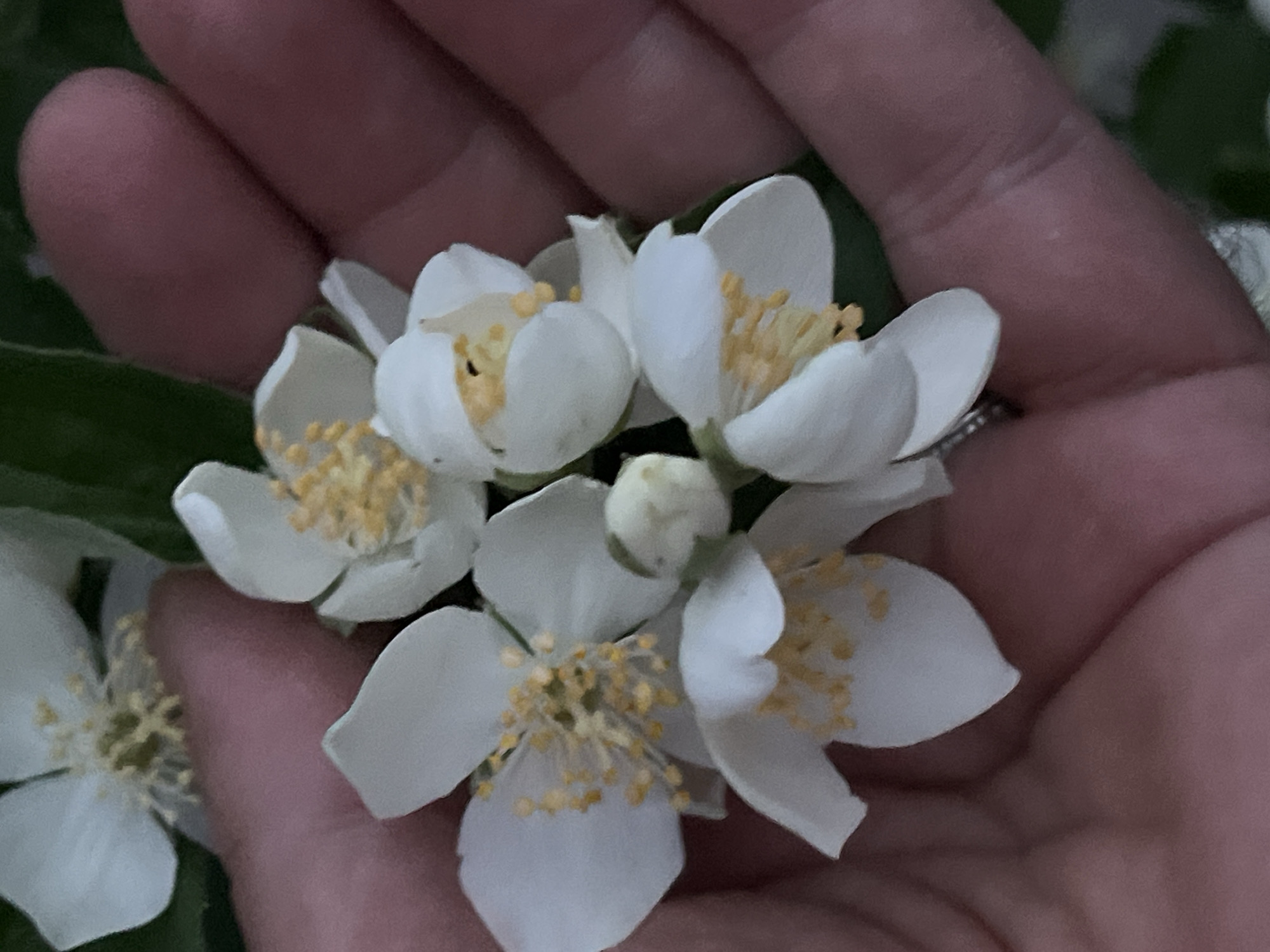 A close-up shot captures a person's hand gently cupping several small white flowers with yellow centers. The hand is light-skinned and positioned in the lower right and center portions of the frame, with fingers subtly supporting the delicate blooms. The flowers appear to be jasmine, characterized by their star-like shape and numerous thin stamens. The background is blurred, suggesting a natural, outdoor setting with hints of green foliage. The lighting is soft, creating a gentle illumination on the flowers and the hand.