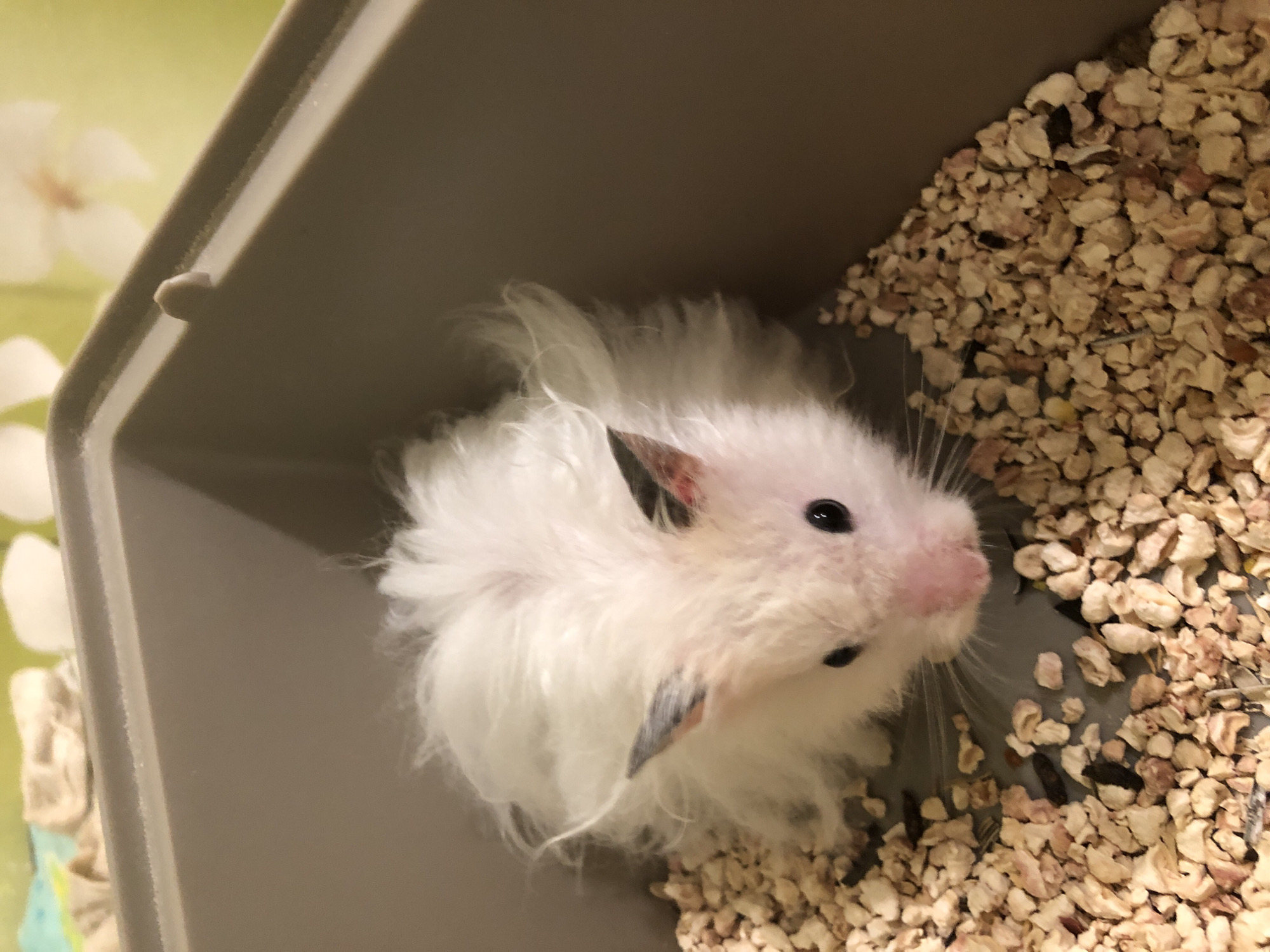 A fluffy white hamster with black-tipped ears is sitting in a grey plastic enclosure filled with light brown bedding. The hamster's fur is disheveled, and it has dark eyes and a pink nose. The enclosure has a high rim, and in the background, a blurry image of a floral pattern can be seen on a wall. The scene appears to be indoors. There is no information about the location in Solikamsk, Russia.