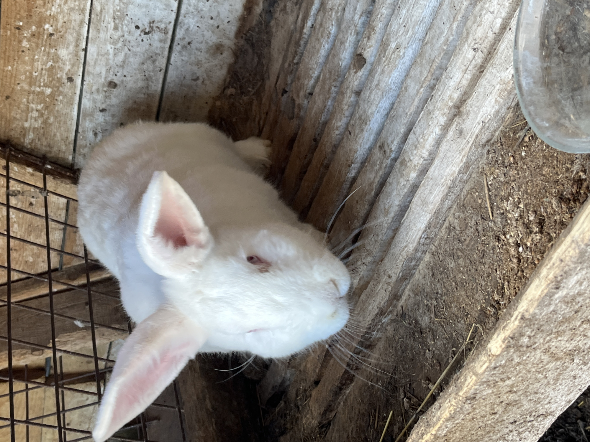 A white rabbit is inside a cage constructed of wood and wire mesh. The cage is located in Chaikovsky, Russia. The rabbit is primarily white with pink ears and red eyes. The cage is composed of light-colored, weathered wooden planks and wire mesh, with scattered hay and debris on the ground. A clear water bottle is visible on the right side of the frame.