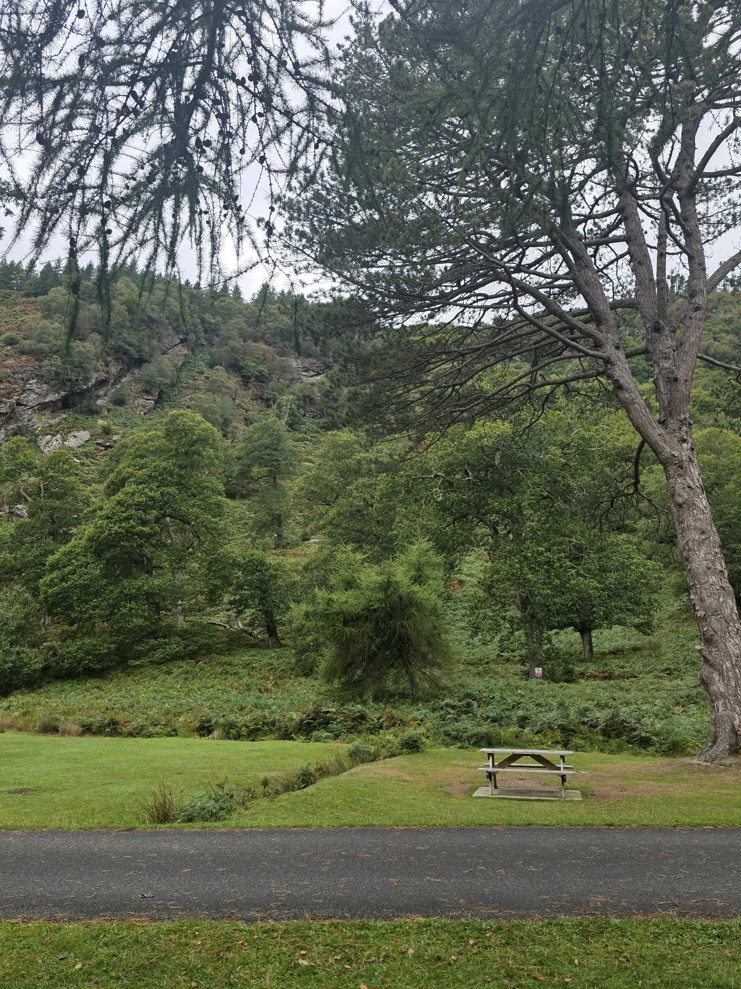 The image depicts a serene natural landscape, likely within a park or forest area. In the foreground, a paved pathway runs horizontally across the frame, bordered by a well-maintained grassy area. To the right of the pathway, a weathered wooden picnic table with benches sits on a concrete base, set within a patch of grass surrounded by lush green ferns and foliage. Dominating the right side of the image is the trunk of a large, mature tree with rough bark, its branches extending upwards and across the frame, some draped with delicate pine needles. Behind the picnic area and pathway, the terrain slopes upwards, covered in dense green vegetation, including various trees and ferns. Further in the background, a rocky hillside is visible, also covered with vegetation. The sky appears overcast, contributing to the soft, diffused light of the scene. The overall impression is one of a peaceful outdoor setting, ideal for recreation and enjoying nature. There are no people visible in the image.