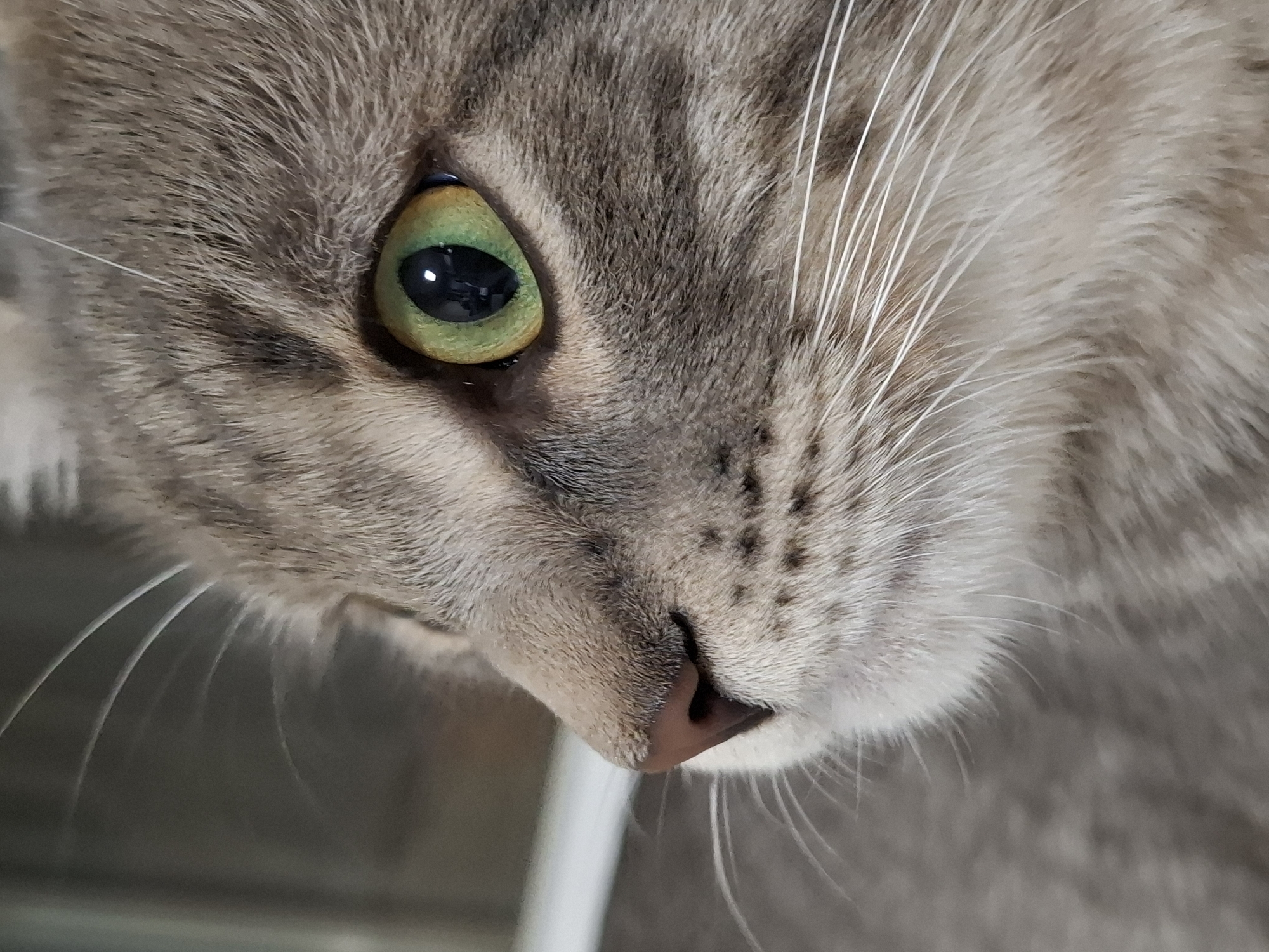 Close-up of a gray tabby cat's face. The cat has green eyes and a pink nose. The cat's whiskers are white. The location is unspecified, and there is no information indicating the city of Novi Sad, Serbia.