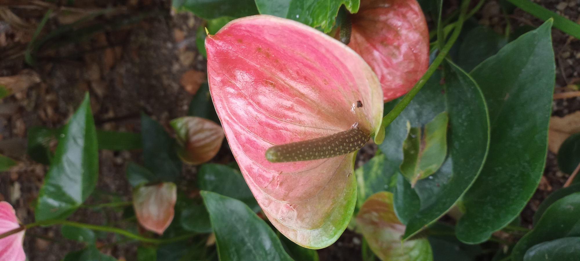 The image depicts a close-up, vertical shot of a pink and green anthurium flower in bloom, set against a background of lush green foliage and dark, loamy soil. The anthurium's spathe, a modified leaf, is predominantly pink with a gradient towards green at its base. It is heart-shaped and glossy, with visible veins running through its surface. Emerging from the center of the spathe is the spadix, a spike-like structure covered in tiny, brown dots, characteristic of the anthurium's reproductive parts. Several dark green, leathery leaves surround the flower, some appearing slightly glossy, suggesting they may be wet or recently watered. In the background, other anthurium flowers, in various shades of pink and green, are partially visible, creating a layered effect. The soil appears damp and composed of small pebbles and organic matter. There are no people or animals present in the frame. The lighting is soft and diffused, suggesting an outdoor setting, possibly a garden or greenhouse. This scene is not specific to any particular location in Gelsenkirchen, Germany, and could be found in any area with suitable conditions for anthurium cultivation.