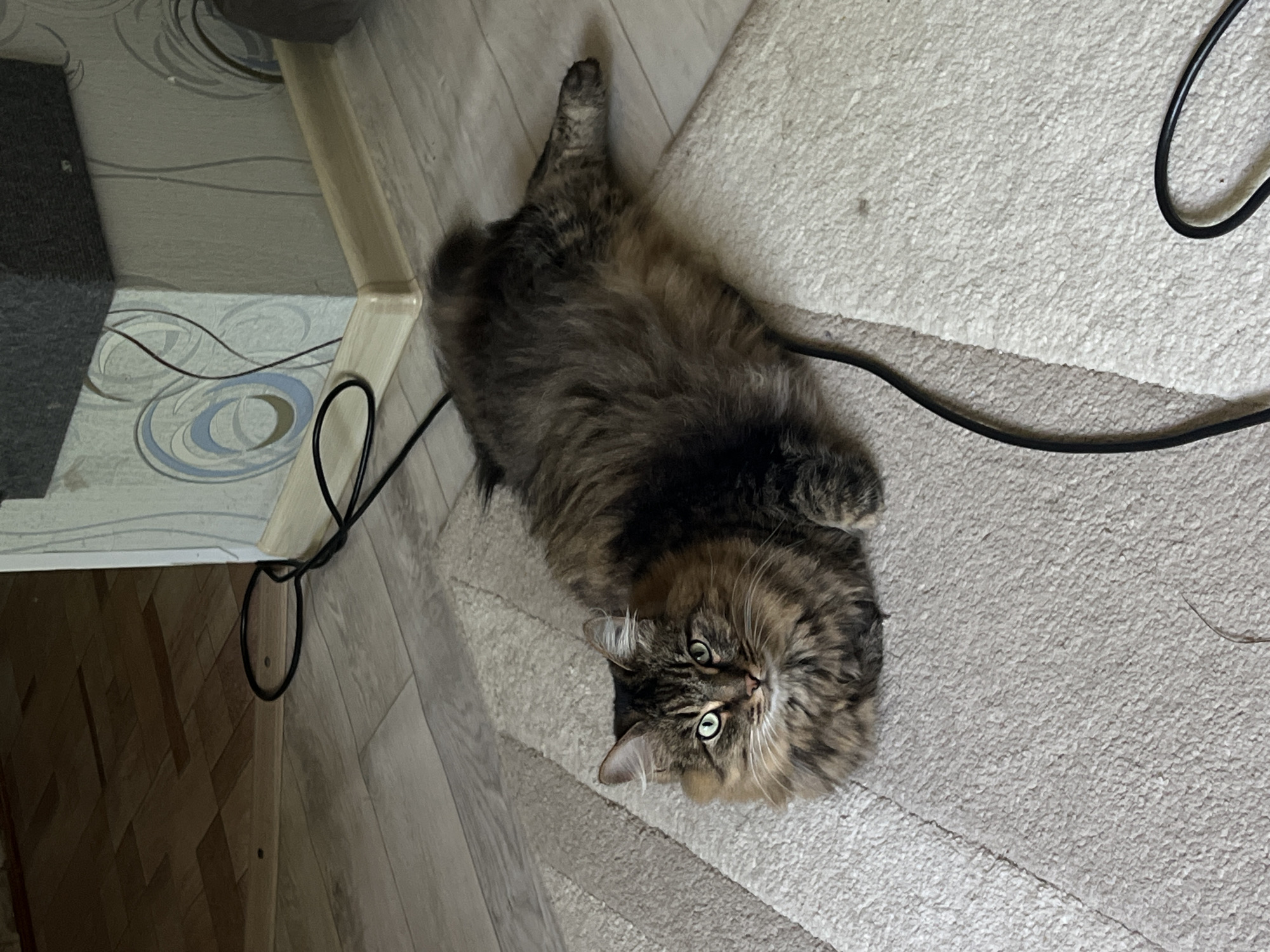 A long-haired tabby cat with green eyes is lying on a light-colored rug in a room. The cat is facing the camera and appears to be resting. The floor is covered with light-colored laminate flooring and a patterned rug. A black cord is visible on the floor near the cat. The background shows a wall with floral wallpaper and a wooden skirting board. The image appears to be taken indoors, possibly in a residential setting. There is no information to suggest the image is located in Chaikovsky, Russia.