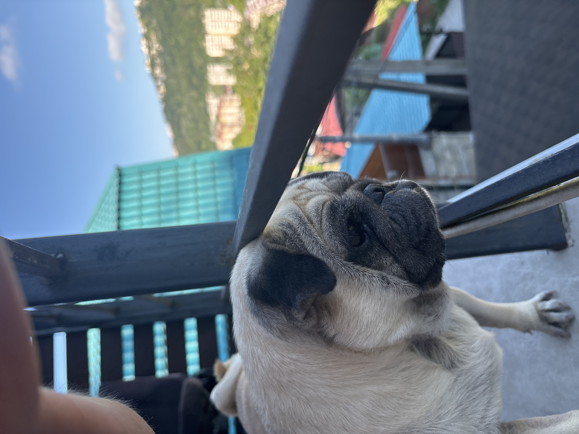 A fawn-colored pug dog stands on a balcony with a dark railing. The dog is facing to the right, with its head slightly tilted down, looking out over a cityscape. In the background, there are several buildings with blue and red roofs, and further in the distance, a green, treed hillside dotted with buildings. The sky is blue with a few wispy clouds. The balcony appears to be part of a residential building in Sochi, Russia, given the architecture and the hilly, coastal landscape.