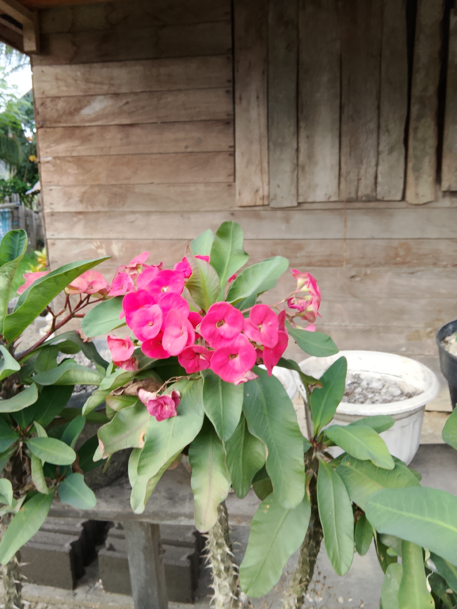 This image captures a cluster of vibrant pink Crown of Thorns flowers, scientifically known as Euphorbia milii, in full bloom. The flowers are the central subject, their bright hues standing out against the backdrop of lush green leaves. The plant itself exhibits thorny stems, a characteristic feature of this species.
The setting appears to be an outdoor area, likely a garden or yard, with a rustic wooden wall serving as the background. The texture of the weathered wood planks suggests an established structure. In the foreground, the base of the plant is partially obscured by what seems to be a concrete structure, possibly part of a garden bed or a low wall. To the right, a white pot, possibly containing soil or pebbles, is visible, hinting at a cultivated environment. The overall lighting suggests it might be daytime, possibly late afternoon, given the soft illumination.
There is no discernible activity or event taking place; the image focuses on the static beauty of the flowers. The location context of Kruenglingka Barat, Indonesia, places this scene in a tropical or subtropical region, where such flowering plants thrive. No text is visible in the image. The scene evokes a sense of natural beauty and tranquility, highlighting the delicate yet resilient nature of the Crown of Thorns plant.