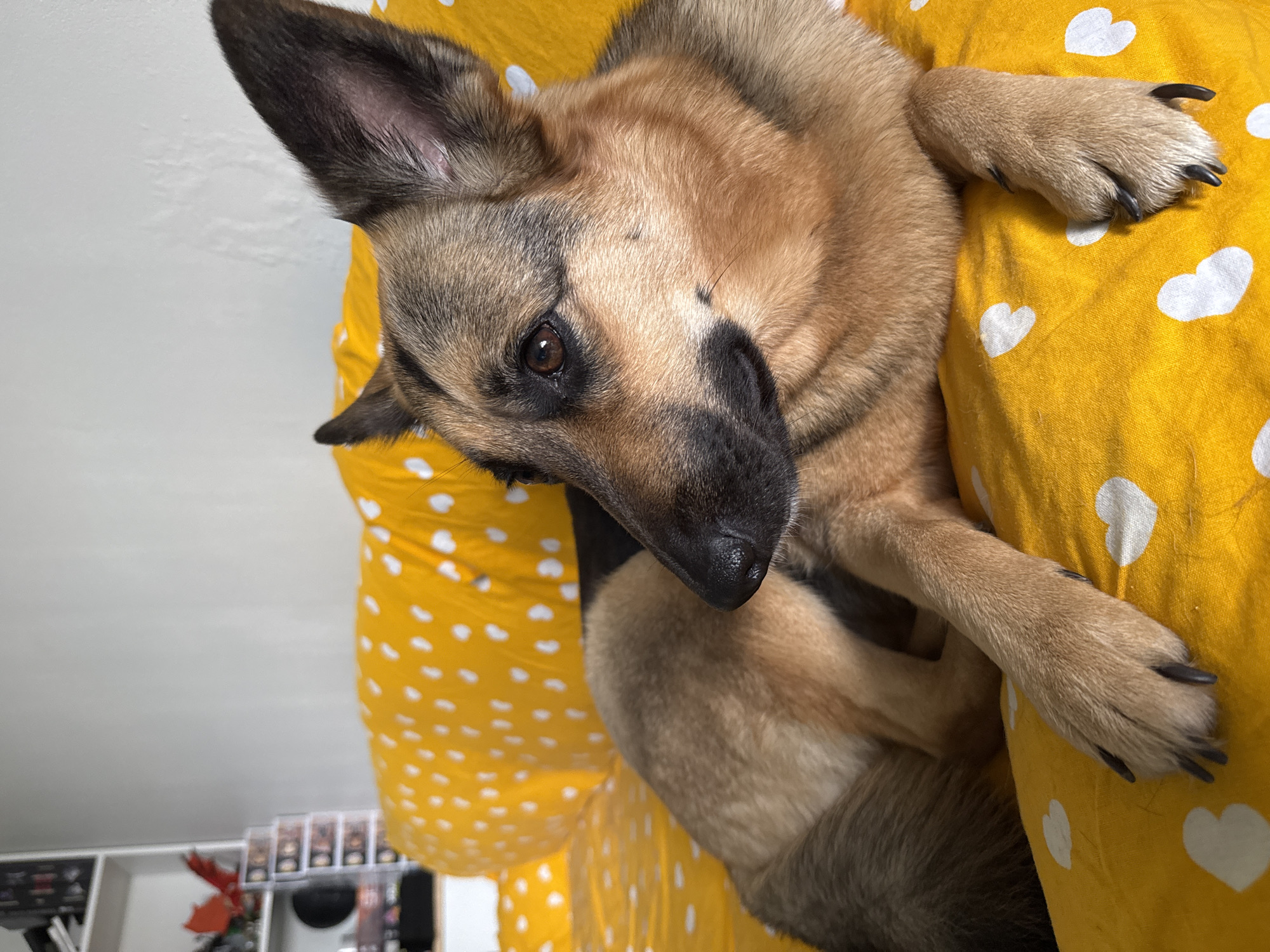 A German Shepherd dog lies on a bright yellow surface adorned with white polka dots. The dog's fur is a mix of tan and brown, with darker markings around its face and ears. Its eyes are dark brown and appear to be looking directly at the camera, conveying a sense of curiosity or alertness. One of the dog's paws is resting on the patterned surface, showcasing its dark claws. The background is slightly blurred, suggesting the focus is on the dog. The overall lighting is soft and even, hinting at an indoor setting with diffused light. The dog's posture is relaxed, with its body partially obscured by the yellow material. The scene is simple and domestic, with the dog being the clear subject. There is no visible text in the image.