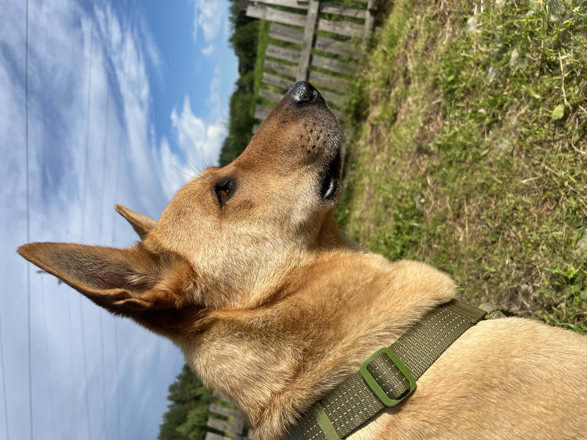 A medium shot, profile view of a tan-colored dog, wearing a green collar with reflective stitching, is captured outdoors on a sunny day. The dog's head and neck are the primary focus, with its alert ears perked up. In the background, a weathered wooden fence runs horizontally across the frame, separating a grassy field from a line of trees and distant buildings. The sky above is a vibrant blue with scattered white clouds. The lighting suggests it is daytime, with the sun casting shadows and highlighting the dog's fur. There are power lines visible in the upper portion of the image. The location is identified as Nizhny Tagil, Russia.