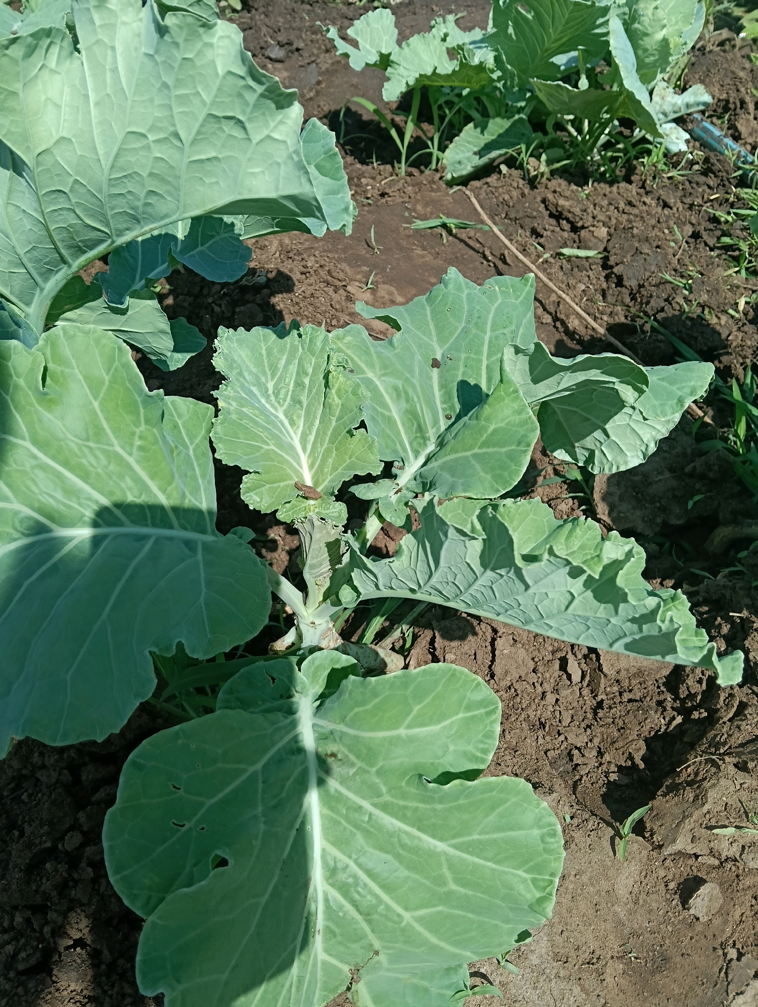 A close-up, high-angle shot shows a young cabbage plant growing in dark soil. The plant has several large, light green leaves with prominent veins. One of the leaves in the foreground has small holes, indicating possible pest damage. The soil is a rich brown color and appears somewhat dry. In the background, other cabbage plants are visible, as well as some green grass and a thin brown twig lying on the ground. The scene is likely outdoors, given the natural light and the presence of soil and plants. The context of Mutitu/kaliku ward, Kenya, suggests an agricultural or garden setting in a rural or semi-rural area. There are no people or animals visible in the frame.