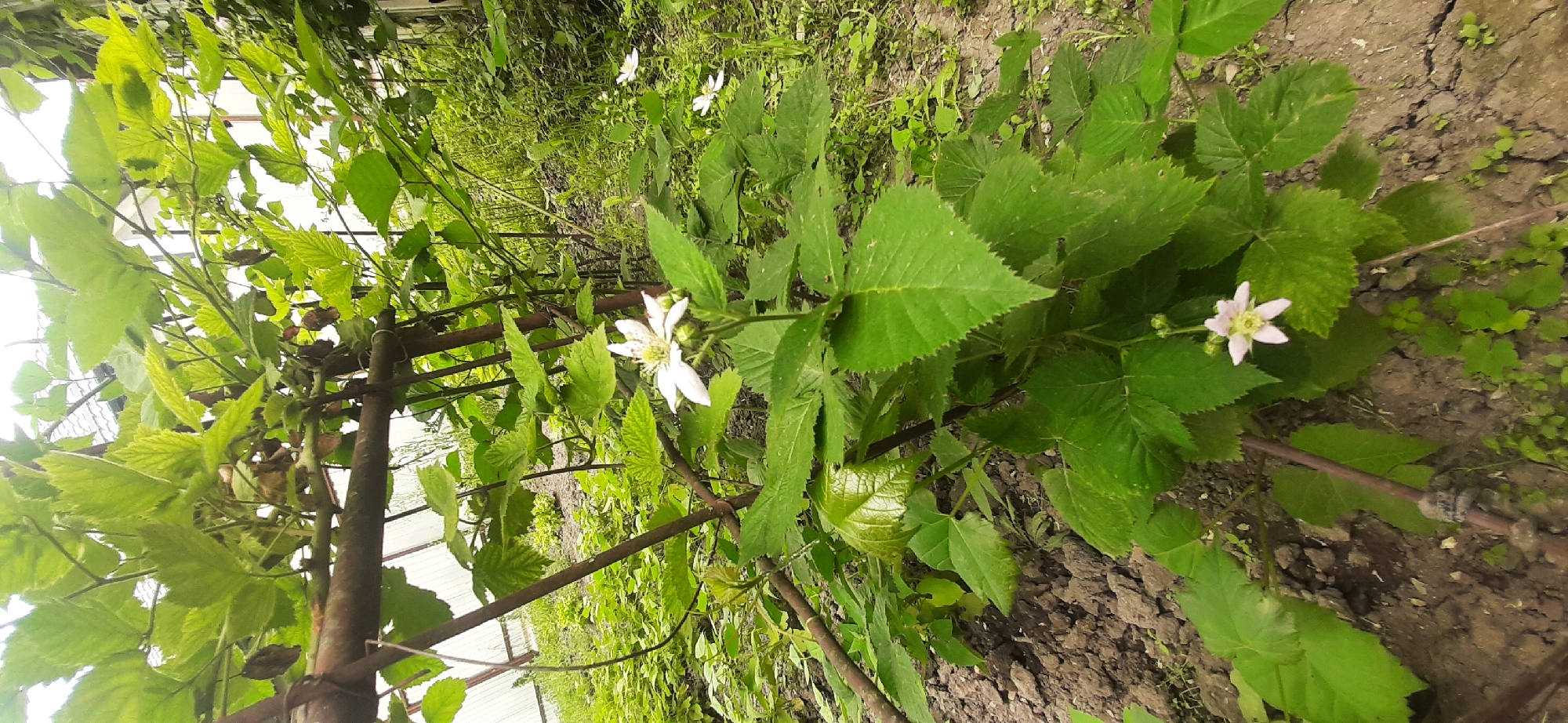 The image depicts a close-up view of a blackberry plant with white and pale pink flowers blooming. The plant is growing in a garden setting, with exposed soil and other greenery visible in the background. The plant is supported by a rustic trellis made of metal poles and wire. Sunlight illuminates the scene, suggesting it is daytime. The overall impression is one of natural growth and the beginning of fruit production. There is no visible text in the image.