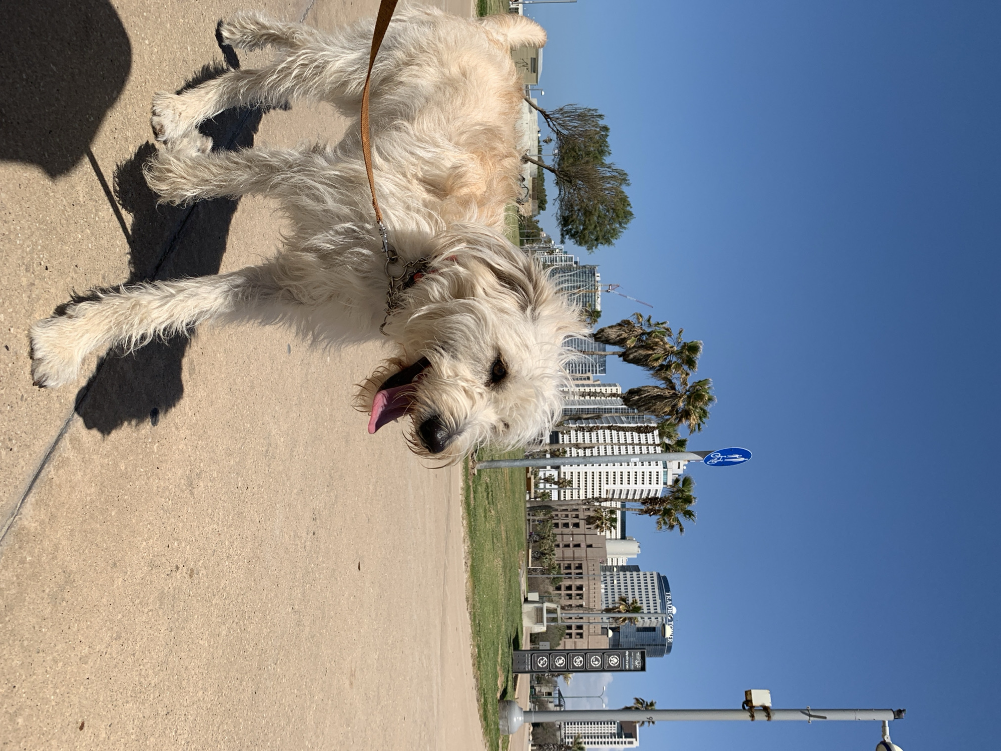 The image shows a fluffy, light-colored dog panting with its tongue out on a leash on a paved path. The background features a cityscape of Tel Aviv, Israel, including modern buildings and palm trees. A blue sign with a bicycle symbol is visible. The sky is clear and blue. The ground is concrete, with some grass visible in the middle ground.