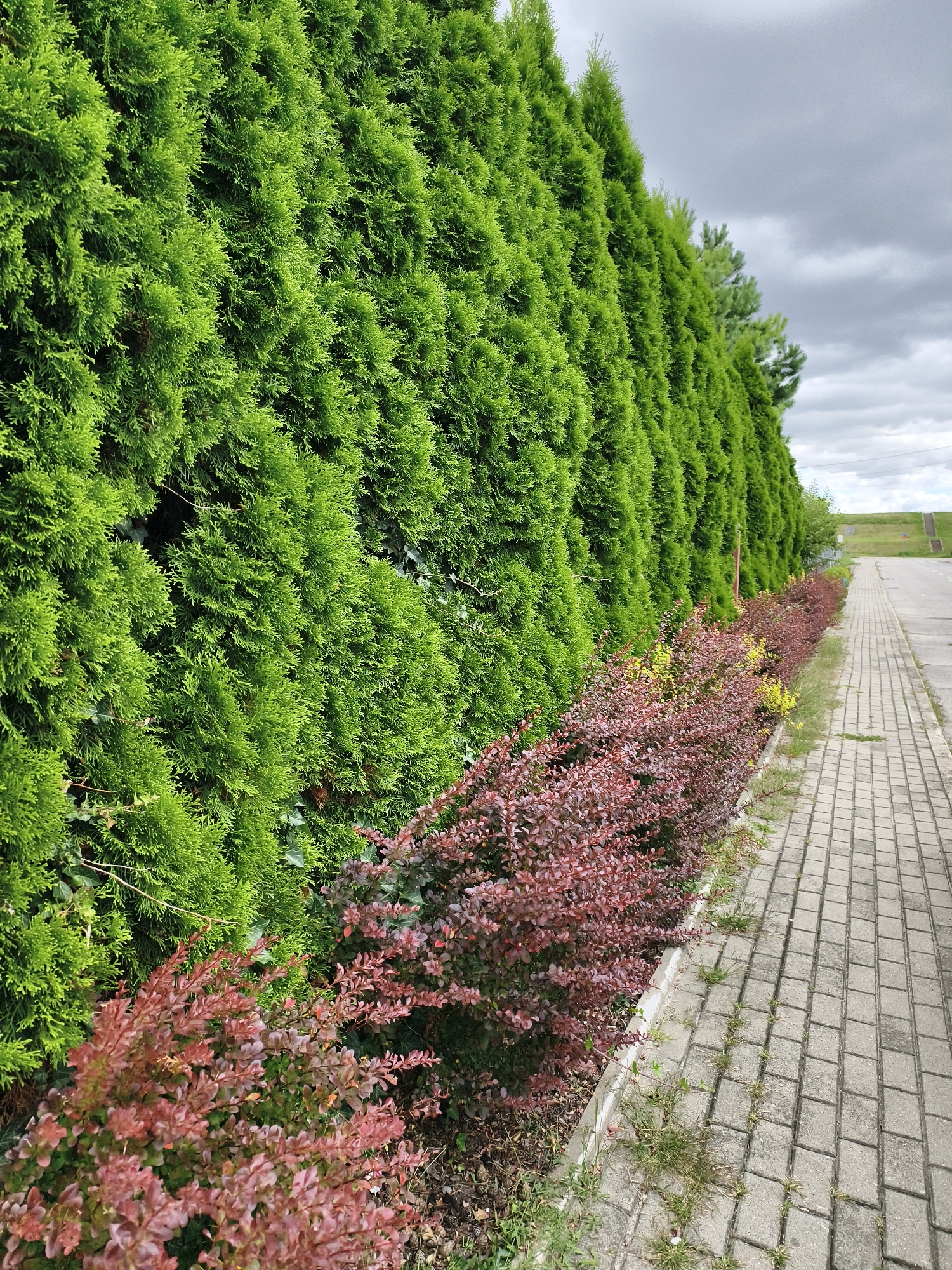The image depicts a row of manicured evergreen trees, likely thuja, forming a dense hedge along a paved walkway. In front of the evergreen hedge, a line of ornamental shrubs with dark red foliage runs parallel to the walkway. The walkway itself is constructed of light gray rectangular pavers arranged in a basketweave pattern. Patches of grass and weeds are visible growing along the edge of the walkway and between some of the pavers. The background shows a gently sloping grassy embankment leading to a distant, overcast sky with scattered clouds. The scene appears to be an outdoor public space, possibly a park or a landscaped area along a street or path within the city of Tczew, Poland. No people are present in the image, and there are no discernible actions or interactions taking place. The overall impression is one of orderly landscaping in an outdoor setting.