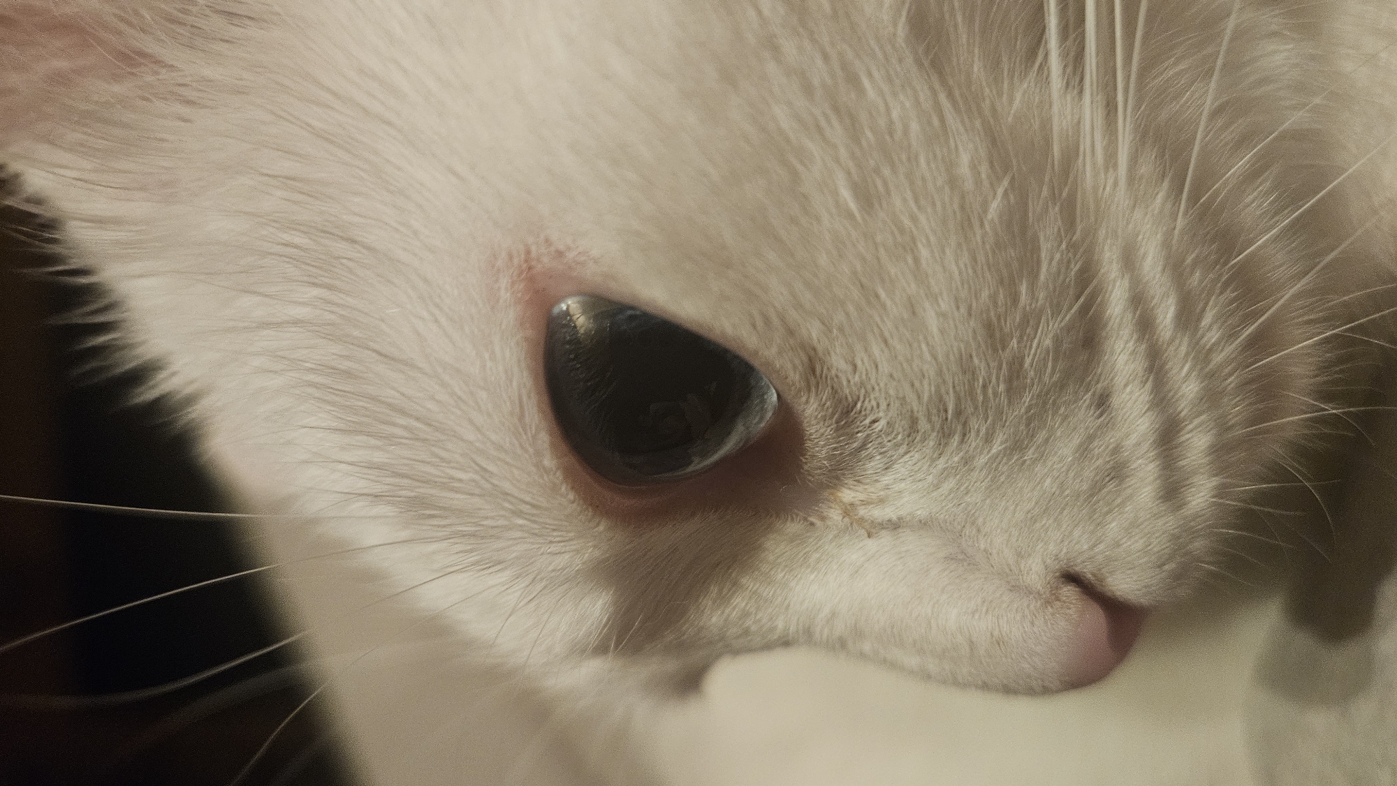 The image is a close-up, profile view of a white cat's face, focusing on its eye and nose. The cat's fur is fine and white, with some pink visible on its nose and around its eye. The cat's eye is dark and reflective, showing a hint of its surroundings. The background is dark and out of focus, suggesting the cat is indoors. There is no visible connection to Krasnodar, Russia in the image.