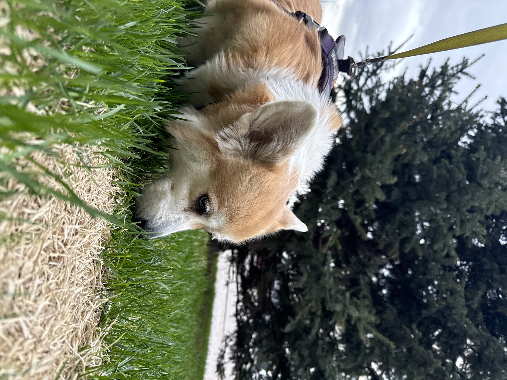 A medium-sized, tan and white Pembroke Welsh Corgi lies on its side in a grassy area, partially obscured by green blades. The dog is wearing a purple harness and is leashed with a yellow lead. A dark green evergreen tree stands in the background. The location is unknown, so it is not possible to determine whether it is in the city of Krasnoyarsk, Russia.