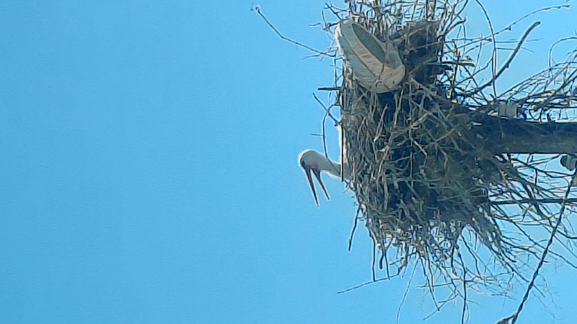 The photograph captures a stork partially visible from its nest, which appears to be atop a utility pole. The stork's head and long beak are visible, hanging down from the nest. The nest itself is large and constructed of branches, twigs, and what appears to be an upturned plastic lampshade. The background is a clear blue sky. The photograph does not provide enough information to determine the city location, but it is referred to as "Unknown, Unknown."