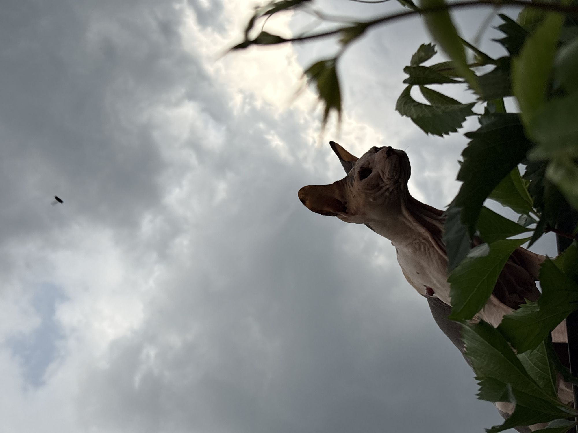 A Sphynx cat is perched on top of what appears to be a fence or wall, surrounded by green foliage in the foreground. The cat is facing to the right, with its ears pointed forward and its head slightly lowered. The background is a cloudy sky, with a small dark object, possibly an insect, visible in the upper portion of the frame. The overall lighting suggests it is daytime, but the overcast conditions create a muted atmosphere. The location of Almaty, Kazakhstan is not discernible from the visual information provided in the image.