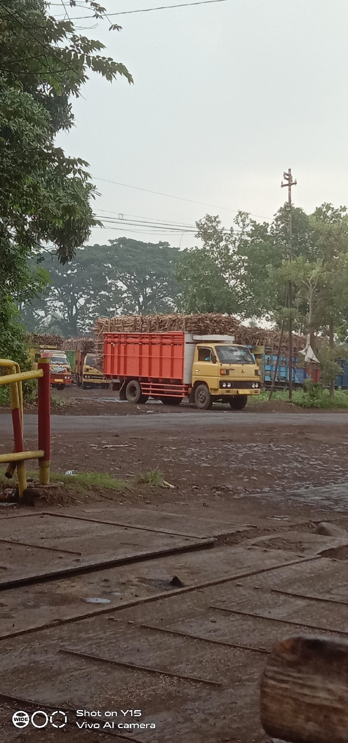 The image displays an industrial transportation scene in the city of Sebaung, Indonesia, under an overcast sky. In the foreground, a dark, uneven surface of packed dirt and mud covers what appears to be a concrete platform with parallel metal rails embedded within it, suggesting a weighbridge or loading area. Small puddles are present on the ground. To the immediate left, a yellow and red painted metal barrier or railing structure is partially visible. The midground features a dirt road with numerous wet, muddy patches. A yellow cab-over truck, identified as likely a Mitsubishi Fuso Canter-style vehicle, with an orange slatted cargo bed, is positioned centrally, heavily loaded with harvested sugarcane stalks. It faces towards the right side of the frame. Behind this truck, a line of other similar cargo trucks, colored red, yellow, and blue, also laden with sugarcane, are visible, suggesting a queue or staging area. No people are distinctly visible. On the right, a wooden utility pole with multiple crossarms and power lines stands erect. The background consists of dense green foliage from large, mature trees, indicating a heavily vegetated environment surrounding the industrial area.
