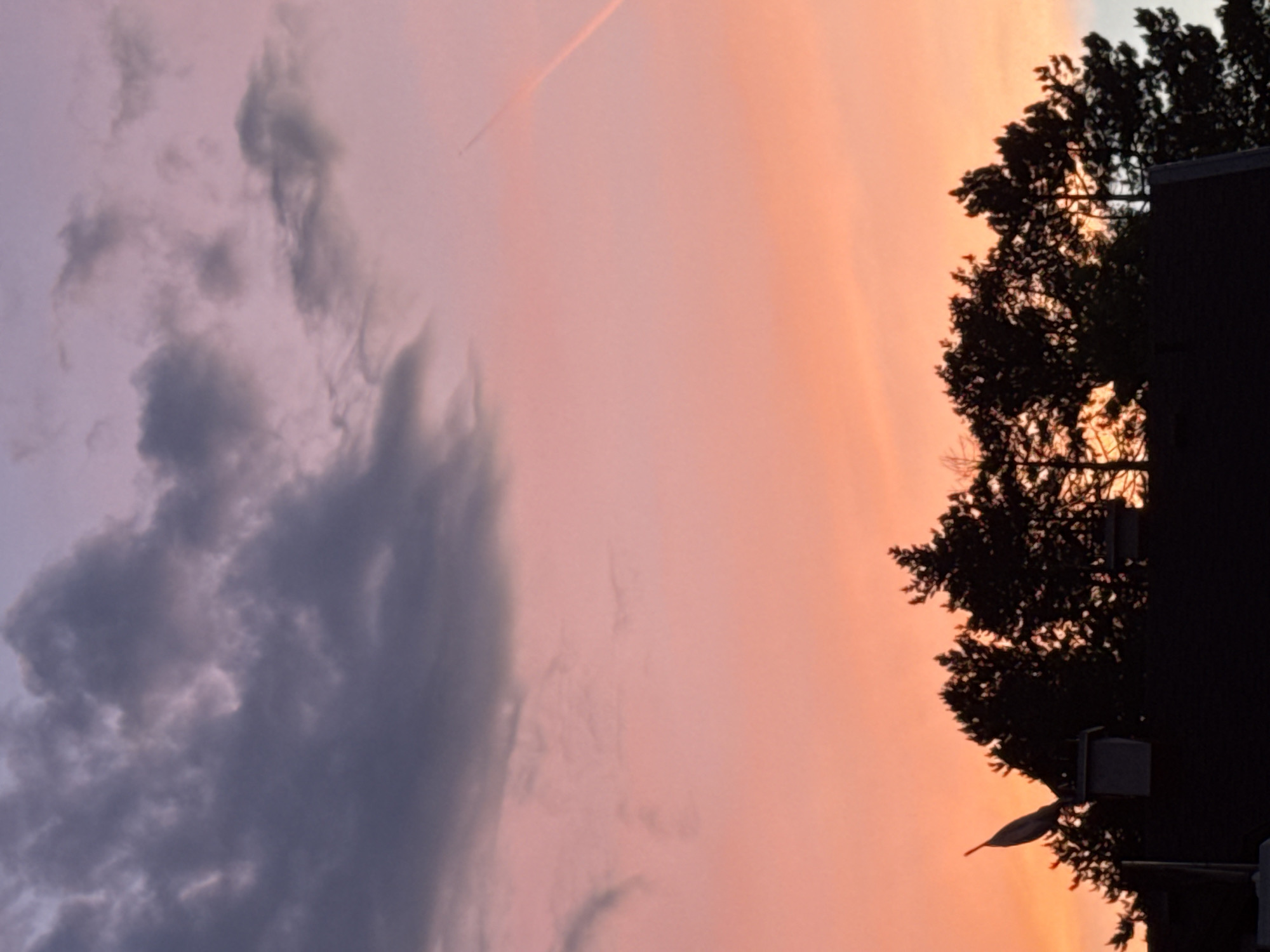 The image depicts a dusky sky over Sofia, Bulgaria, with a silhouette of trees and buildings in the foreground. The sky transitions from a deep purple at the top to a vibrant pink and orange hue near the horizon. Dark, textured clouds are visible in the upper left portion of the sky, while a faint contrail from an aircraft streaks across the right side.
In the middle ground, the dark silhouettes of coniferous trees form a jagged line against the colorful sky. Nestled amongst the trees, on what appears to be a rooftop, is a chimney or vent structure. Perched on top of this structure is a bird, possibly a stork, with its body facing left and its head tilted upwards. The bird is a dark silhouette against the brighter sky.
The bottom of the image shows the dark silhouette of a building's roofline, suggesting a residential or urban setting. The overall scene conveys a sense of a tranquil evening in Sofia.