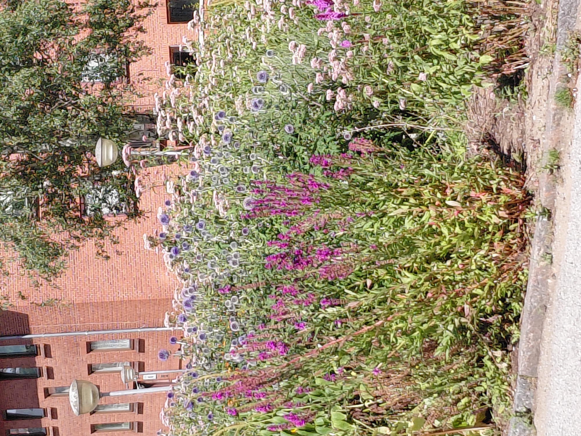 The image depicts a dense, overgrown flowerbed in front of a brick building with multiple windows. A streetlamp is visible to the left of the frame. The flowers are a mix of colors, including purple, pink, and white, with green foliage dominating the scene. The building appears to be a residential or commercial structure, with a tree providing shade in the background. The ground in front of the flowerbed is paved with asphalt and bordered by a concrete curb. The scene is set in an outdoor urban environment, possibly in the city of Holstebro, Denmark, suggested by the architectural style and the presence of a streetlamp. There are no people or animals visible in the image, and no discernible actions or interactions are taking place. The overall impression is one of a well-established, somewhat wild garden area integrated into an urban setting.